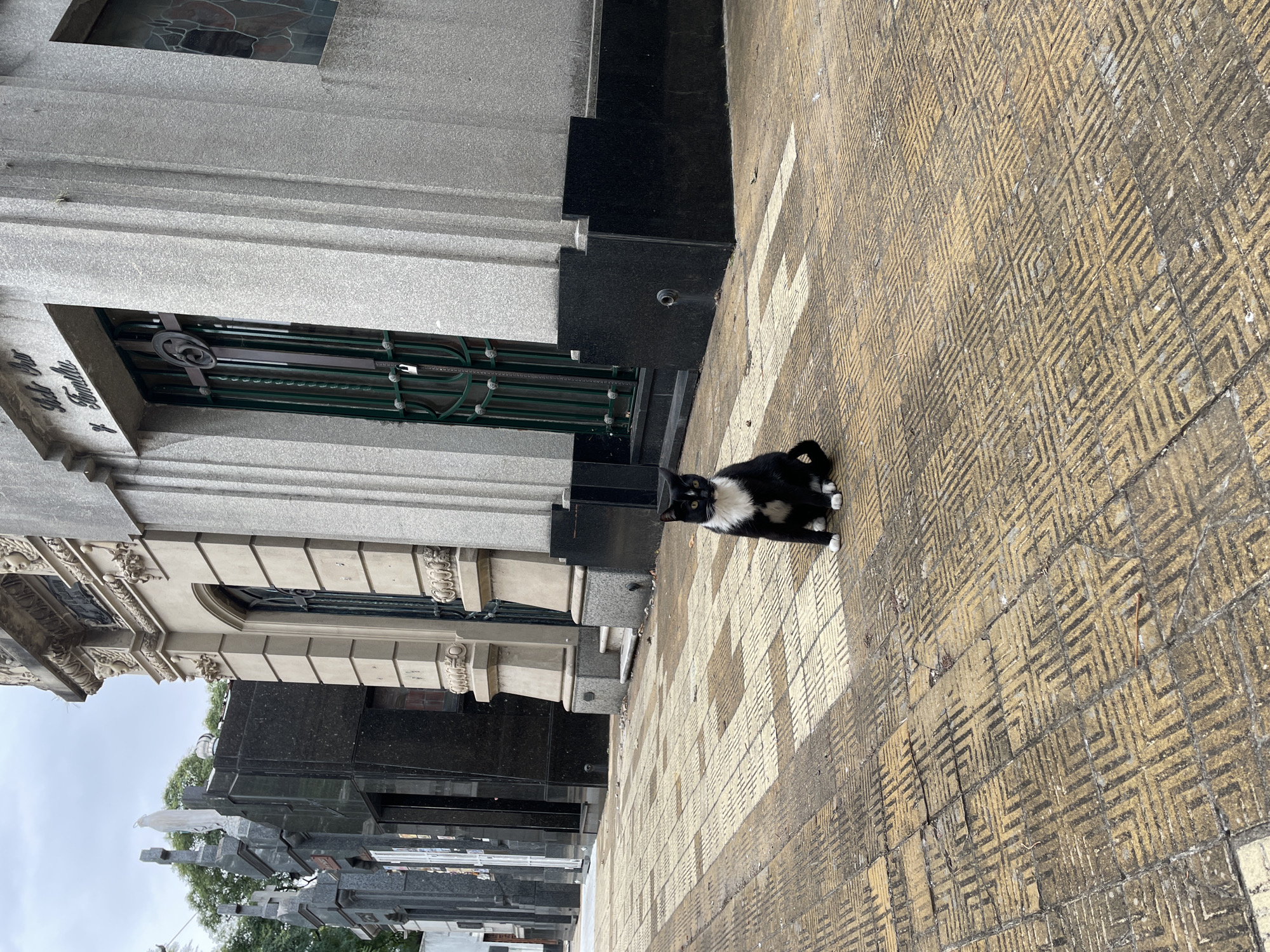 A black and white tuxedo cat sits centrally on a geometric-patterned, yellowish-brown tiled path within the Recoleta Cemetery in Buenos Aires, Argentina. The cat, facing the viewer, exhibits prominent white fur on its chest, belly, and paws. To the right, a large, light grey mausoleum with a dark black granite base features fluted architectural elements, a dark green metal gate with a central cross motif and a padlock, and a small stained-glass window to its right. The inscription "Suhr Hnos y Familia" is visible above the gate. To the left, a succession of other mausoleums stands, varying in material and design, including a beige-colored structure with intricate classical carvings and several dark granite crypts, some topped with crosses or white statues. The sky overhead is overcast. No human presence is observed.