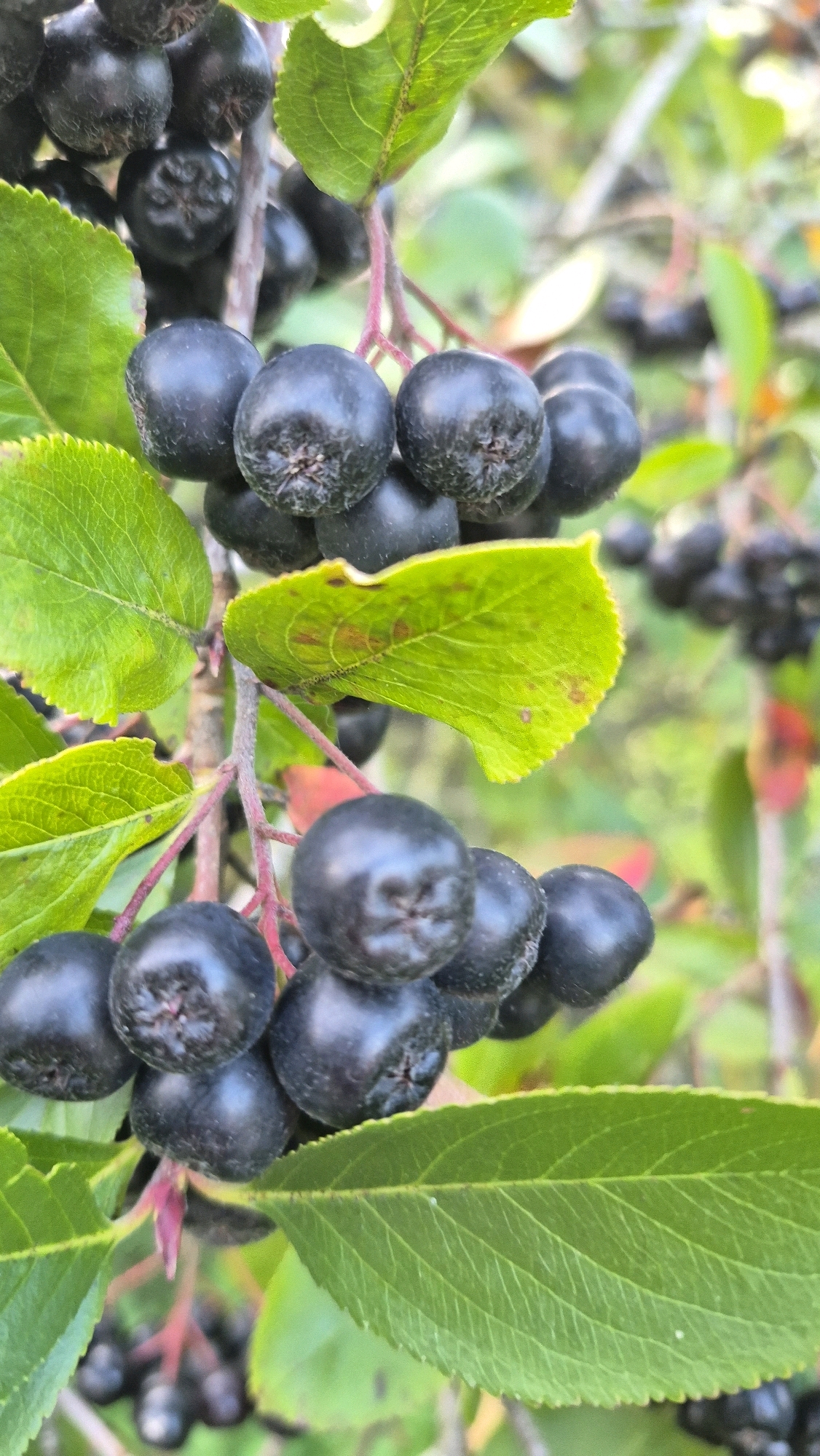 In Krauja, Latvia, a close-up shot focuses on a cluster of dark, ripe chokeberries (Aronia melanocarpa) hanging from a branch, accompanied by vibrant green leaves. The berries are round and purplish-black, with a slight sheen. Some berries are partially obscured by the leaves, which have serrated edges and prominent veins. The background is a soft blur of more foliage and branches, suggesting an outdoor setting likely a garden or natural landscape. The lighting appears to be natural, casting gentle shadows and highlighting the texture of the berries and leaves. The image captures a moment of natural abundance, showcasing the fruit before harvest.