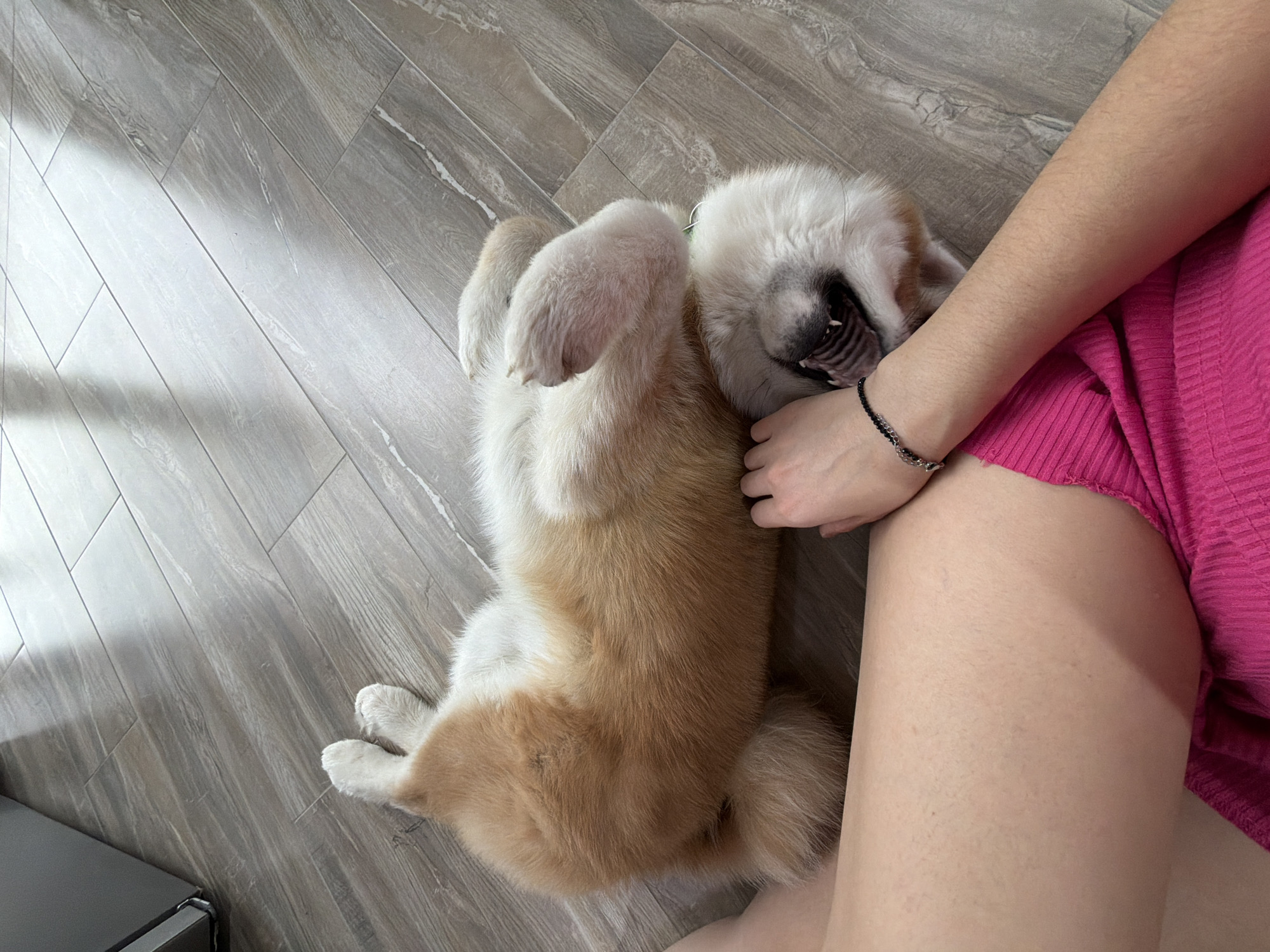 A high-angle shot shows a light brown and white puppy lying on its back, near a person wearing a hot pink dress, on a gray wood-like floor. The puppy's teeth are visible. The person's left forearm and upper thigh are visible. A bracelet is on the person's left wrist. There is light coming in from the left. A black object is in the lower left corner. The location is unknown.