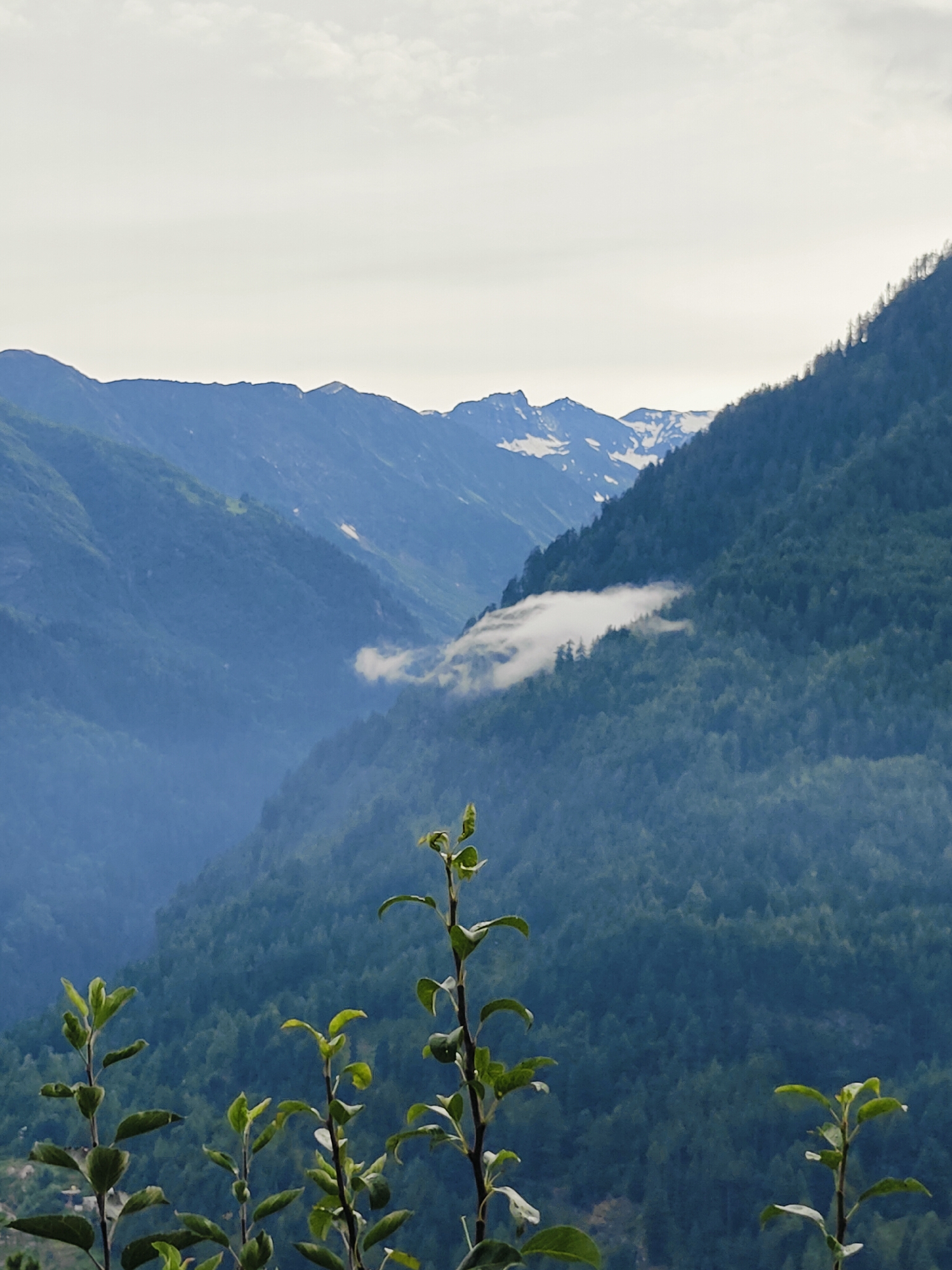 The image shows a panoramic view of a mountainous landscape in the Vashisht area of India, likely taken during the day. The foreground features several young trees with bright green leaves reaching upwards, some slightly out of focus. Behind the trees, the middle ground reveals a densely forested mountainside, characterized by a rich, deep green hue from evergreen trees. A thin band of white cloud or mist drifts horizontally across the face of this mountain, partially obscuring the trees below it.
In the background, successive layers of mountains recede into the distance, their blue tones deepening with atmospheric perspective. The furthest mountains are snow-capped, indicating a higher altitude. The sky is overcast with light, diffused clouds, contributing to a soft, ethereal light that bathes the entire scene. There are no people or animals visible in the image, and no man-made structures are clearly discernible, suggesting a natural, possibly remote, setting.