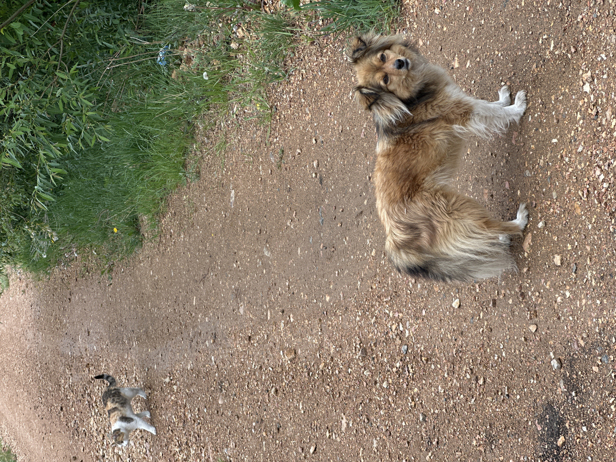 A fluffy, medium-sized dog with shaggy brown, tan, and some black fur stands partially on its hind legs on a dirt path, looking directly at the camera with an engaged expression. Its front paws are white. Further along the path, to the lower left of the dog, a small calico cat, predominantly white with brown and black patches, lies relaxed on the ground. The path itself is unpaved, composed of light brown dirt and numerous small stones and pebbles. To the left side of the path, lush green vegetation, including dense bushes and grass, forms a natural border. The scene is outdoors, bathed in clear daylight, suggesting a fair weather day in a rural or natural setting such as a trail or unpaved road. No discernible text is present in the image.