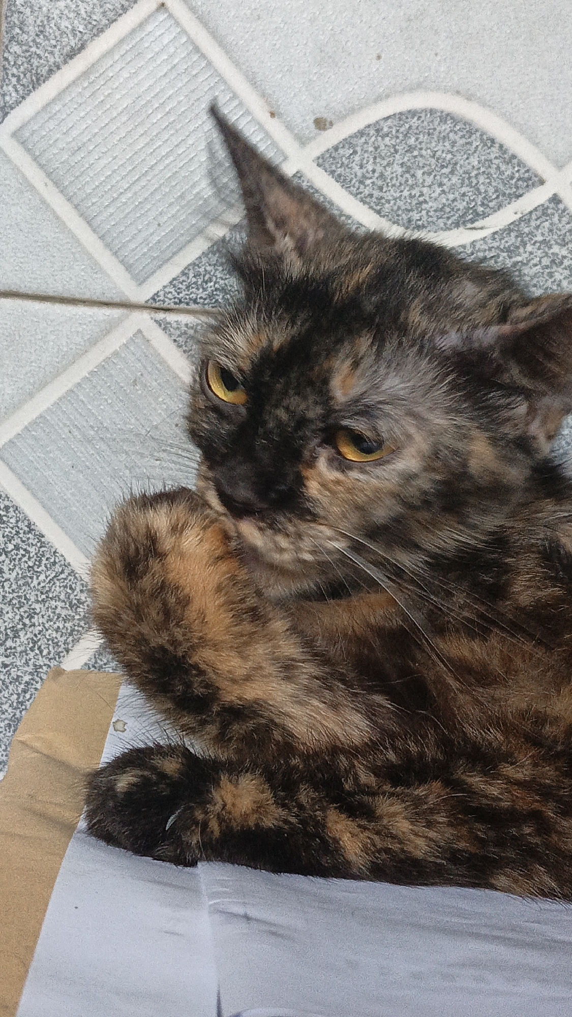 A close-up, overhead shot shows a tortoiseshell cat lying on a patterned tiled floor. The cat has yellow eyes and its fur is a mix of black, brown, and orange. It is looking towards the left of the frame, with its front paw held up near its face. The background consists of light gray and white geometric tile patterns. The scene is indoors, possibly in a residential setting, in Tigaraksa, Indonesia.