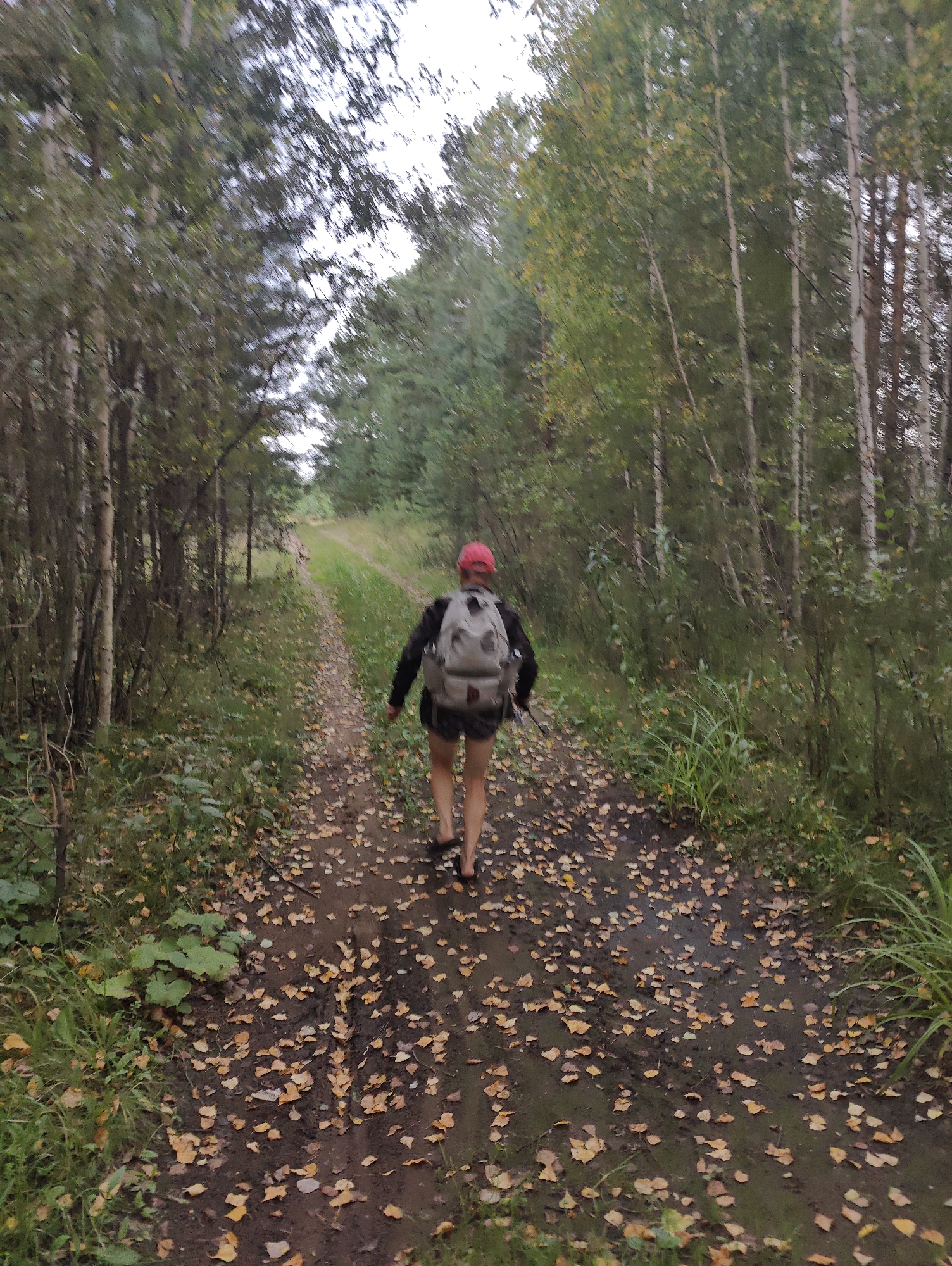 A person wearing a red cap and a backpack walks away from the camera down a leaf-strewn dirt path through a forest. The trees are tall with a mix of green and yellow leaves, suggesting it is autumn. The path is surrounded by dense vegetation. The lighting indicates it is daytime, possibly overcast. The scene appears to be in a natural, wooded area.