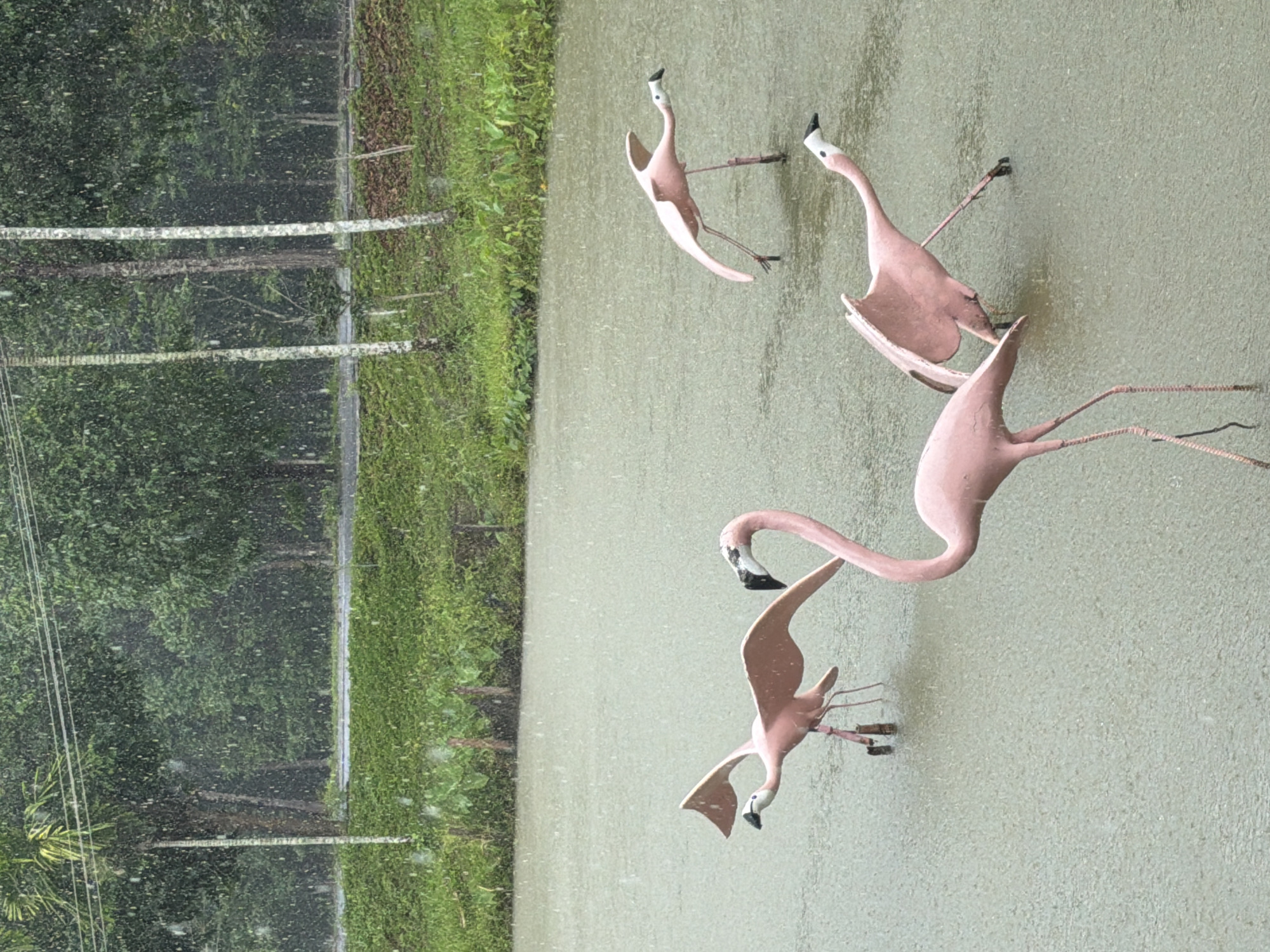 The image captures a rainy scene in Khanh Vinh, Vietnam, featuring four pink flamingo lawn ornaments standing in a shallow body of water. The weather is overcast, with visible raindrops falling and creating ripples on the water's surface. In the background, lush green vegetation lines the edge of the water, leading to a line of trees. The flamingo figures are positioned at varying distances and orientations, some appearing to be mid-stride or with wings slightly extended. The overall atmosphere is one of a serene, rain-soaked outdoor setting, with the artificial flamingos adding a touch of whimsical decoration.