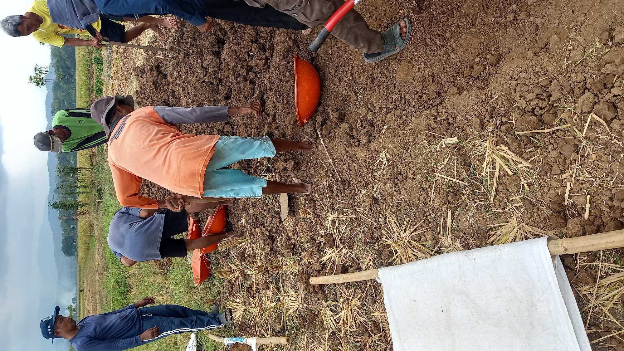 In Sidamulya, Indonesia, a group of men are working in a field. The ground is dark, tilled soil with some dried grass and straw. Several orange plastic basins are placed on the ground. Two men in the foreground are actively engaged in the soil, one wearing an orange shirt and light blue shorts, and another in a blue shirt and pants. Another man in a blue shirt and a dark cap is standing and observing. In the background, a man in a yellow shirt is holding a pitchfork, and another man in a green shirt and a cap is also present. Beyond the field, a hazy landscape with trees and hills is visible under a cloudy sky.