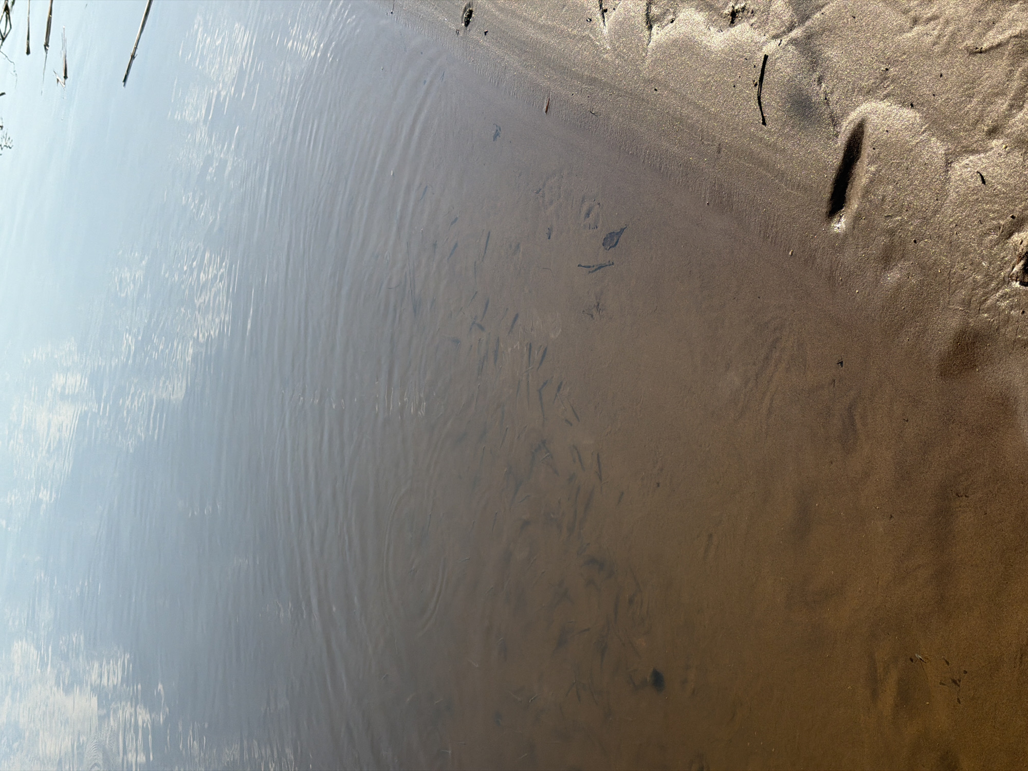 The image depicts a water's edge, with a transition from shallow, clear water on the left to a sandy shore on the right. The water exhibits subtle ripples and wave patterns, with small, dark objects visible beneath the surface, possibly small fish or debris. The sandy shore displays varying textures and tones, including a distinct footprint. The overall scene has natural lighting and earthy colors. Without additional information, the precise location in Chaikovsky, Russia, cannot be definitively determined.