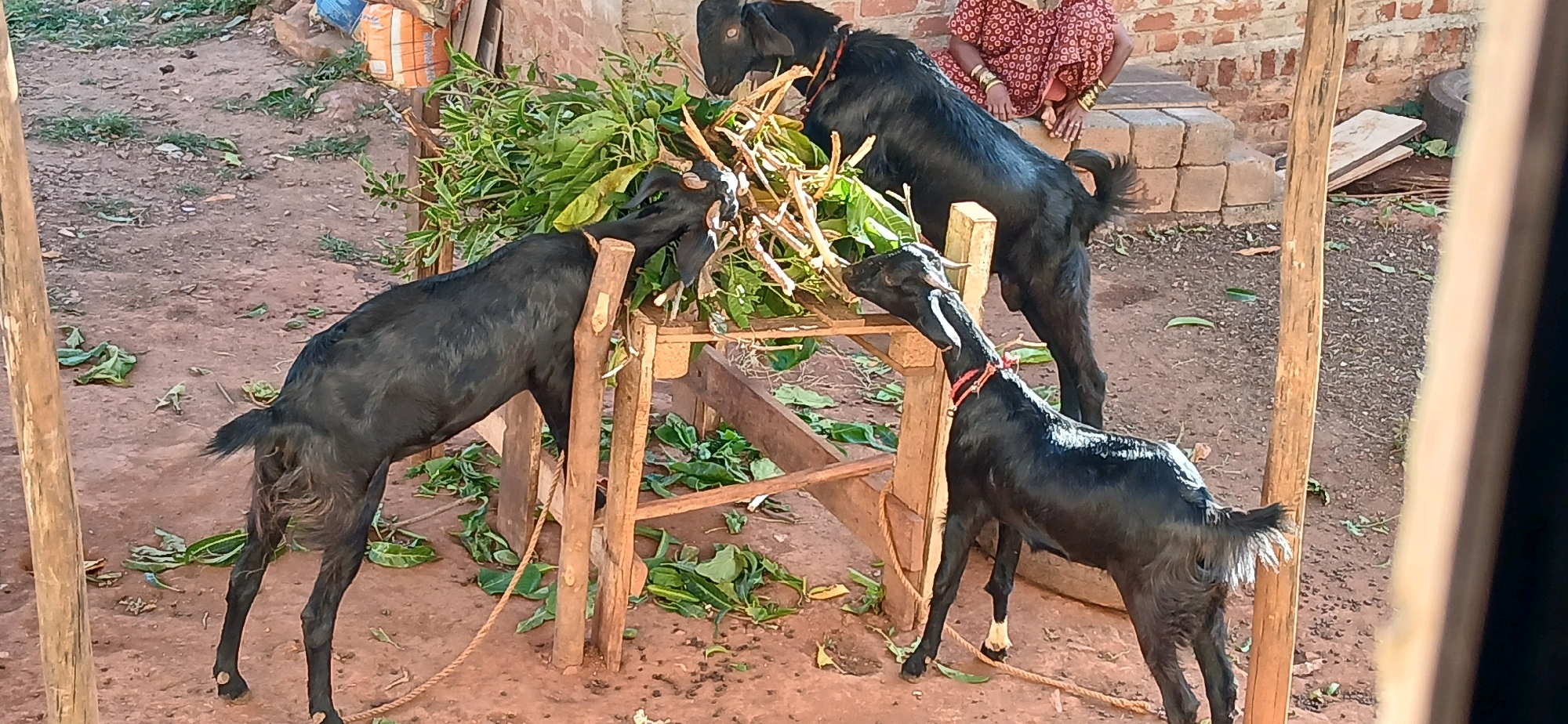 Three black goats are gathered around a wooden feeder filled with green leaves and branches, in a rural or semi-rural outdoor setting. Two goats are actively eating from the feeder, with one standing on its hind legs to reach the food. The third goat is positioned slightly lower and to the side. A person in a red patterned garment is seated on some steps in the background, observing the goats. The ground is covered in dirt and scattered leaves. The scene appears to be in Hubli, India, suggested by the typical rural Indian architecture in the background, including brick walls and simple wooden structures.