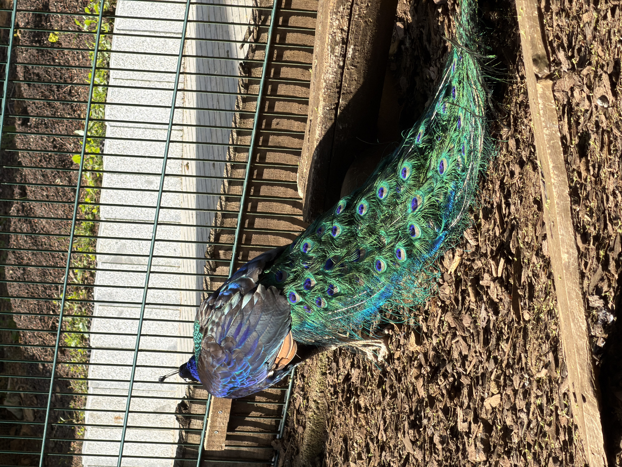 A peacock with vibrant green and blue plumage rests on mulch next to a green metal fence at Parc Municipal in Esch-sur-Alzette, Luxembourg. The peacock's head is close to the fence, and its tail feathers spread across the mulch.