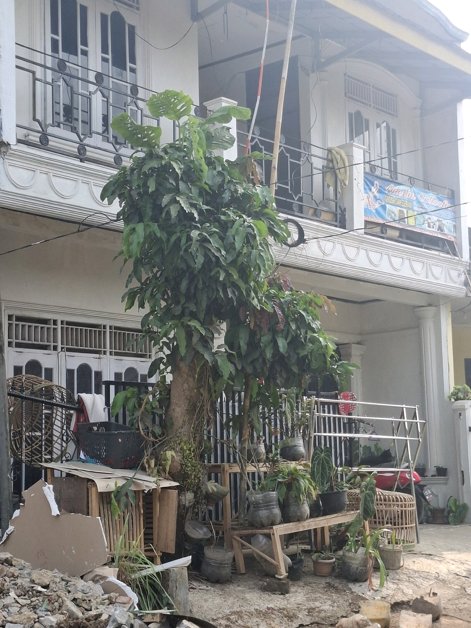 The image depicts an outdoor scene in front of a multi-story building, likely a residence or small business, in Ciheulang Tonggoh, Indonesia. The building's facade is white, with large windows and balconies on the upper floor. A banner advertising "Adellia Collection Grosir Dan Eceran" is visible on the upper balcony. A large tree with dense foliage dominates the foreground, casting shadows.
In front of the building, there is a collection of potted plants on wooden stands and various objects that suggest clutter or ongoing activity. These include a black plastic basket, what appears to be a makeshift wooden structure covered with cardboard, and a pile of debris composed of broken concrete and cardboard fragments in the lower left corner. A metal drying rack is positioned behind the plants. To the right, a red motorcycle is partially visible, and more potted plants and a birdcage-like structure are present. The ground surface is a mixture of dirt and gravel. The lighting suggests it is daytime, with some glare from the sun. No people are explicitly visible in the scene.
