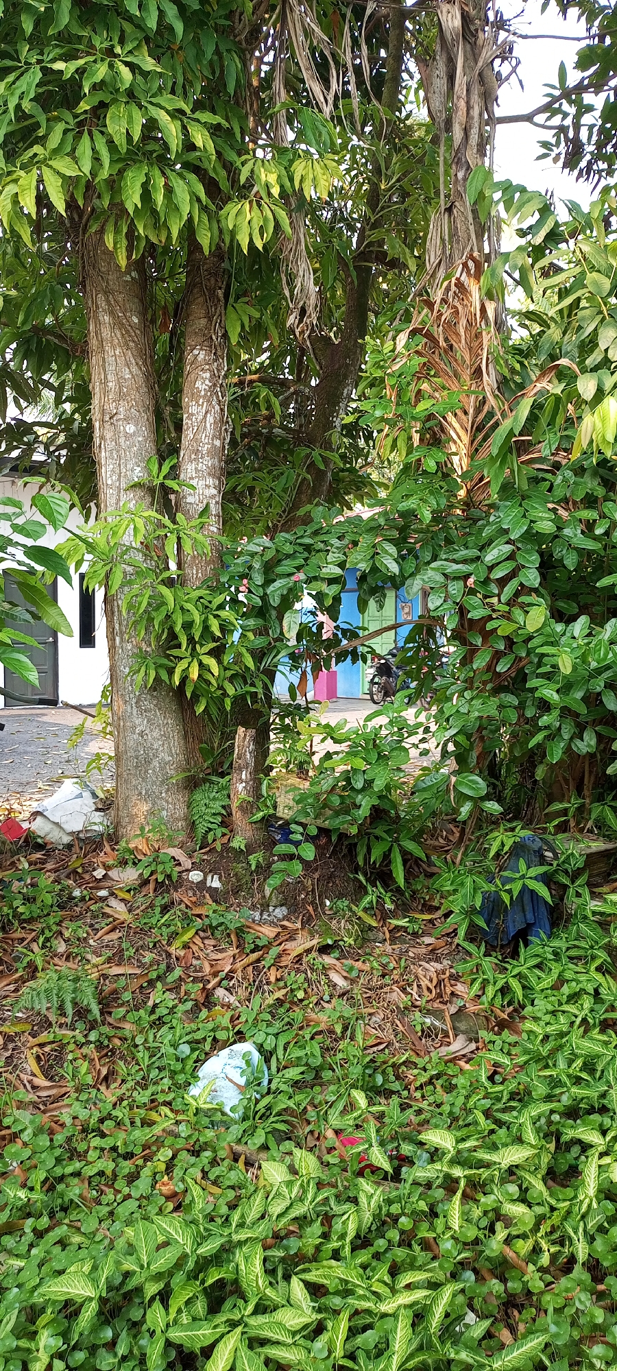 A medium shot captures a dense, overgrown scene dominated by lush green foliage and the trunks of two large trees in Kampung Telaga Air, Malaysia. The trees, one with vines climbing its bark, stand prominently in the foreground, their leaves creating a thick canopy. To the left, the white wall of a building with a dark door is visible, partially obscured by leaves. Further in the background, a row of colorful buildings in blue, pink, green, and yellow can be seen. A black motorcycle is parked in front of these buildings. The ground is covered in a mix of green plants, fallen leaves, and scattered debris, including a crumpled white plastic bag and a dark blue piece of fabric. The overall impression is one of an untamed, natural environment encroaching on a built area.