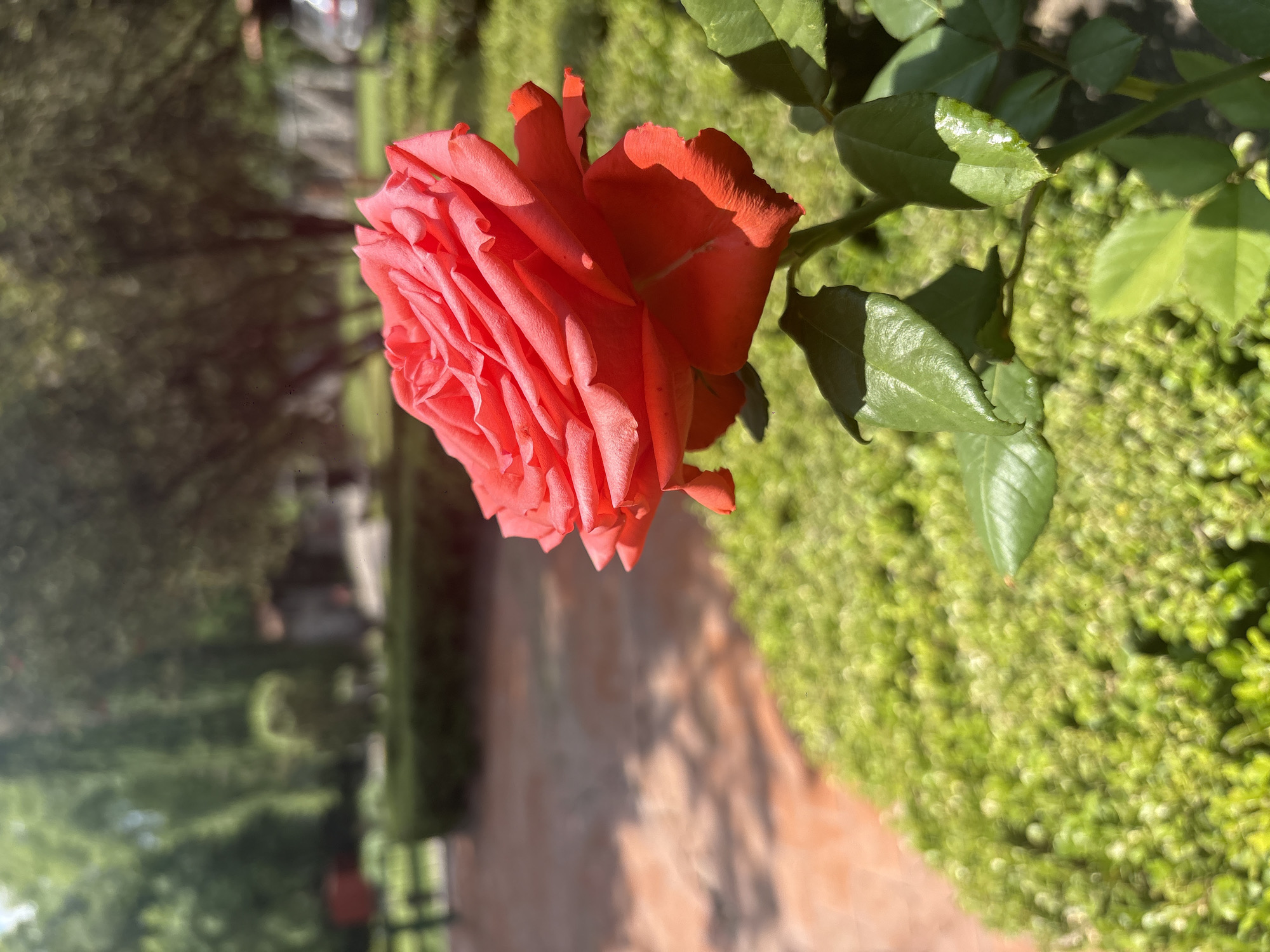 A vibrant coral-colored rose is the primary subject of the image, appearing in sharp focus with detailed petals. The rose is attached to a green stem with several shiny green leaves. The rose is in a garden setting. In the background, a path bordered by green shrubs and trees can be seen in the distance. The scene is sunlit, creating shadows on the rose and the surrounding foliage. The location is Cañada de Madero, Mexico.