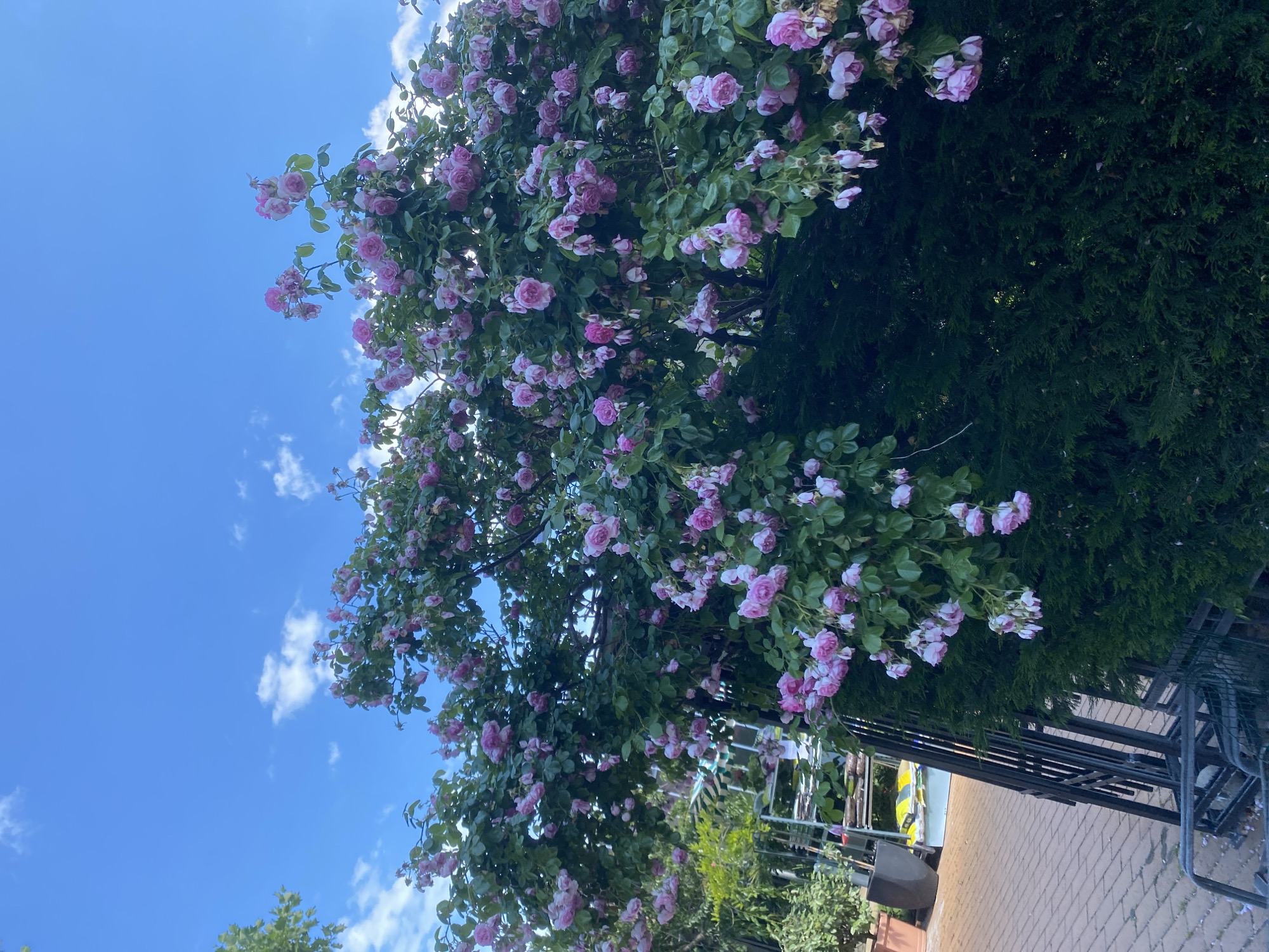 The image depicts a large rose bush laden with pink flowers, arching over a dark green hedge. The rose bush is dense, with numerous blooms and green leaves. To the left of the rose bush, a paved area with a brick pattern is visible, along with a metal cart and some gardening supplies, including terracotta pots and bags of material. A metal fence or gate is also present on the left side. In the background, a bright blue sky with scattered white clouds is visible. The scene appears to be an outdoor setting, possibly a garden center or a well-maintained private garden in Varna, Bulgaria. There are no people visible in the image.