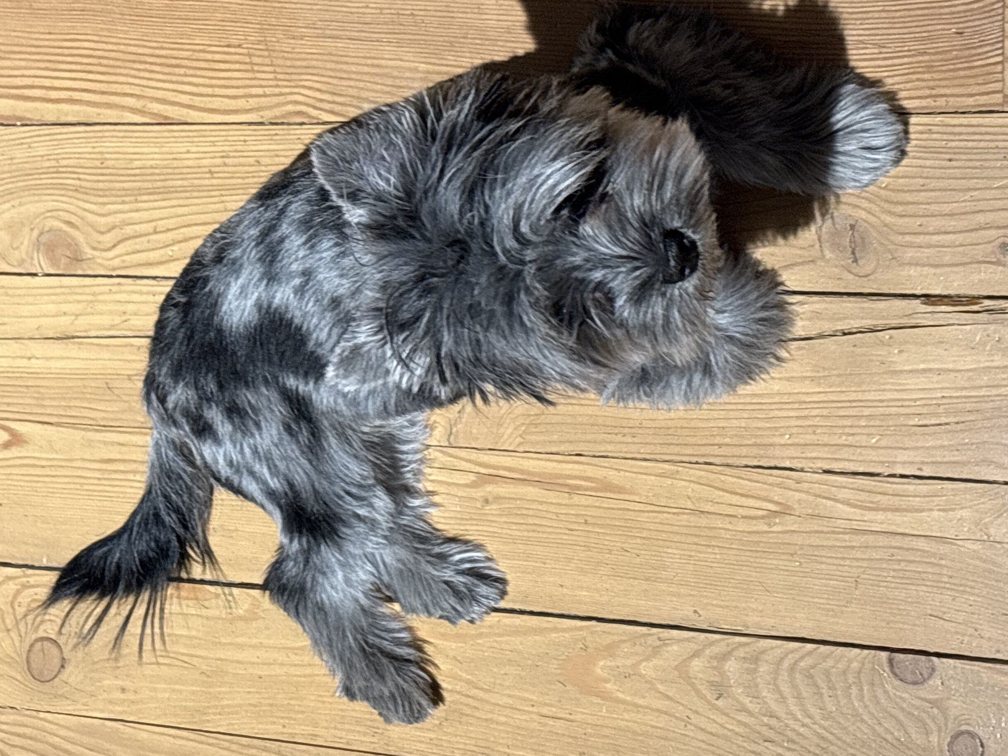 A small, shaggy-haired dog with distinctive grey and black, salt-and-pepper patterned fur is lying relaxed on a light-colored wooden floor. The dog, resembling a Schnauzer breed, is stretched out on its side with its head turned slightly. Its fur appears thick and somewhat wiry. Visible shadows are cast on the floor, suggesting an indoor setting with a light source, possibly during the daytime. The wooden floor is composed of planks with clear grain patterns and several knots visible. The dog appears calm, possibly resting or sleeping. No text is visible in the image. This scene is set in Chaikovsky, Russia.