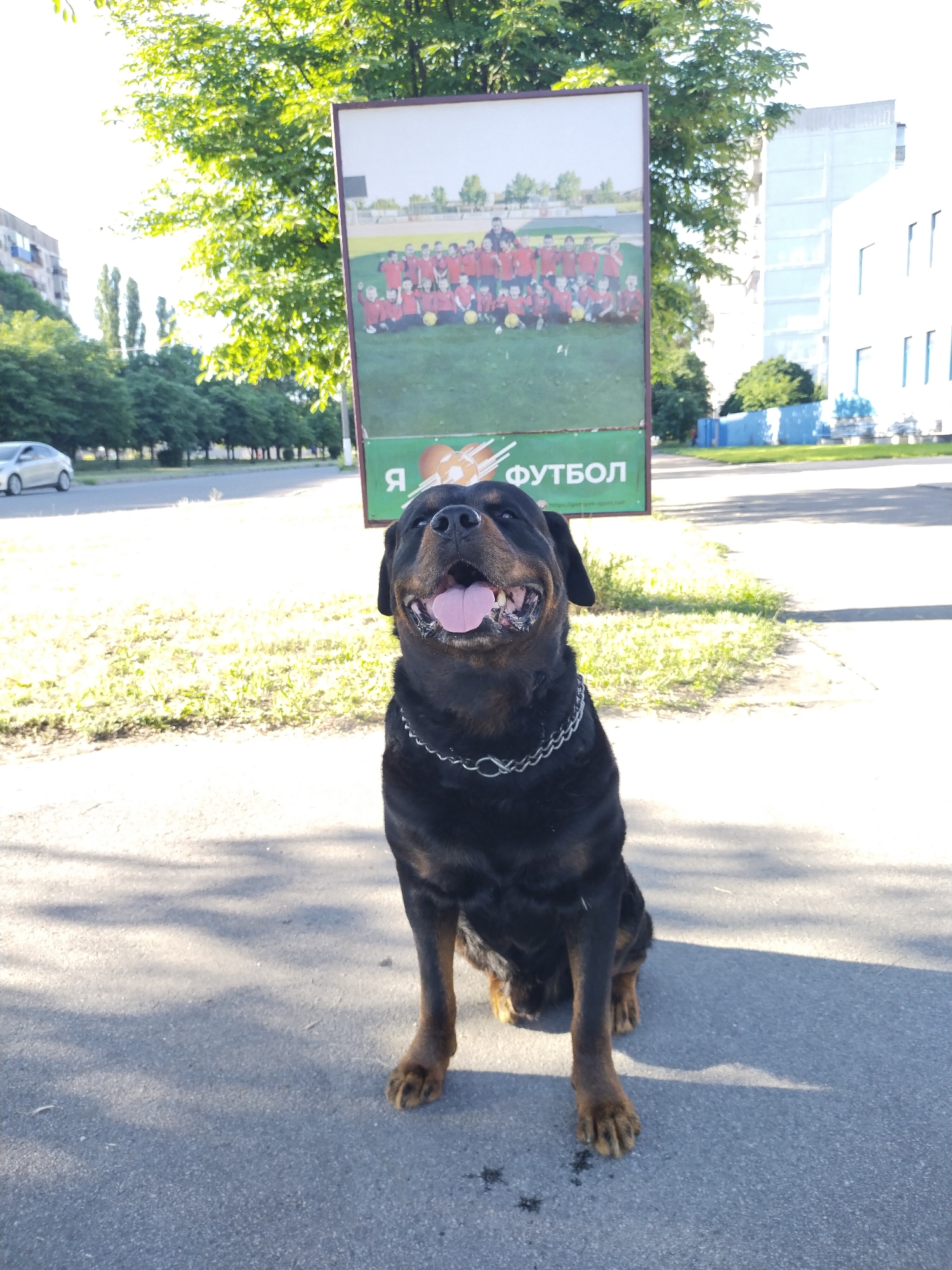 A large black Rottweiler dog with a silver chain collar sits on an asphalt surface in front of a billboard. The dog is panting with its mouth open and tongue visible. Behind the dog, the billboard features a photograph of a group of young people in red shirts and dark pants, posing with yellow soccer balls on a grassy field. The billboard also has text in Cyrillic script, which appears to read "Я ФУТБОЛ". The background shows a tree-lined street with buildings and a blue fence in the distance. The image appears to have been taken during the daytime, with bright sunlight casting shadows. The location is identified as Horishni Plavni, Ukraine, based on the provided context.