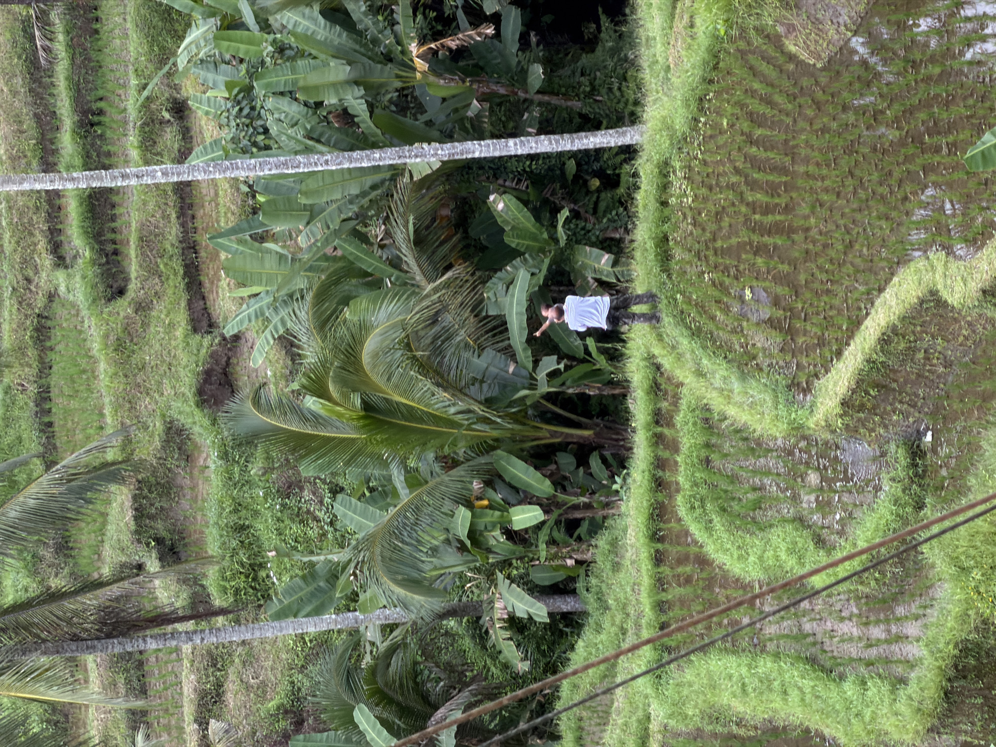 A man in a light blue shirt and dark pants stands on a rice terrace in Ubud, Bali, Indonesia. The scene shows a lush, green landscape with rice paddies and various tropical plants, including banana trees and coconut palms. The rice terraces are stepped and filled with water, characteristic of the region. Two utility lines run across the lower right of the image.