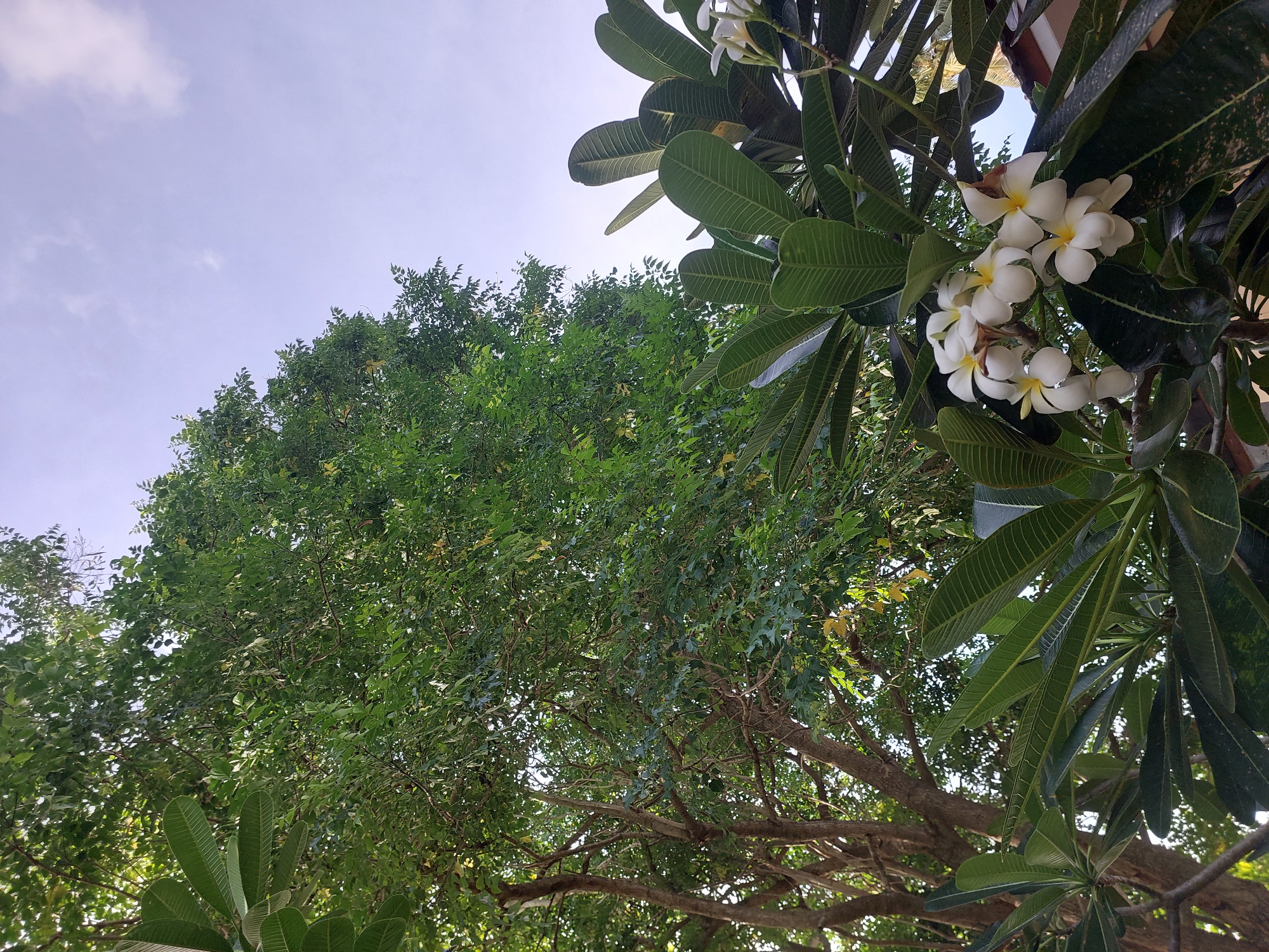 This is a low-angle, eye-level shot of lush green foliage against a bright, partly cloudy sky. In the foreground, a cluster of white plumeria flowers with yellow centers is in bloom, surrounded by large, dark green, glossy leaves with prominent veins. To the left and in the background, a large tree with dense, lighter green foliage is visible, its branches reaching upwards. The overall scene suggests a tropical outdoor environment. The location is specified as Baan Mae Nam, Thailand. No people, actions, or interactions are depicted.