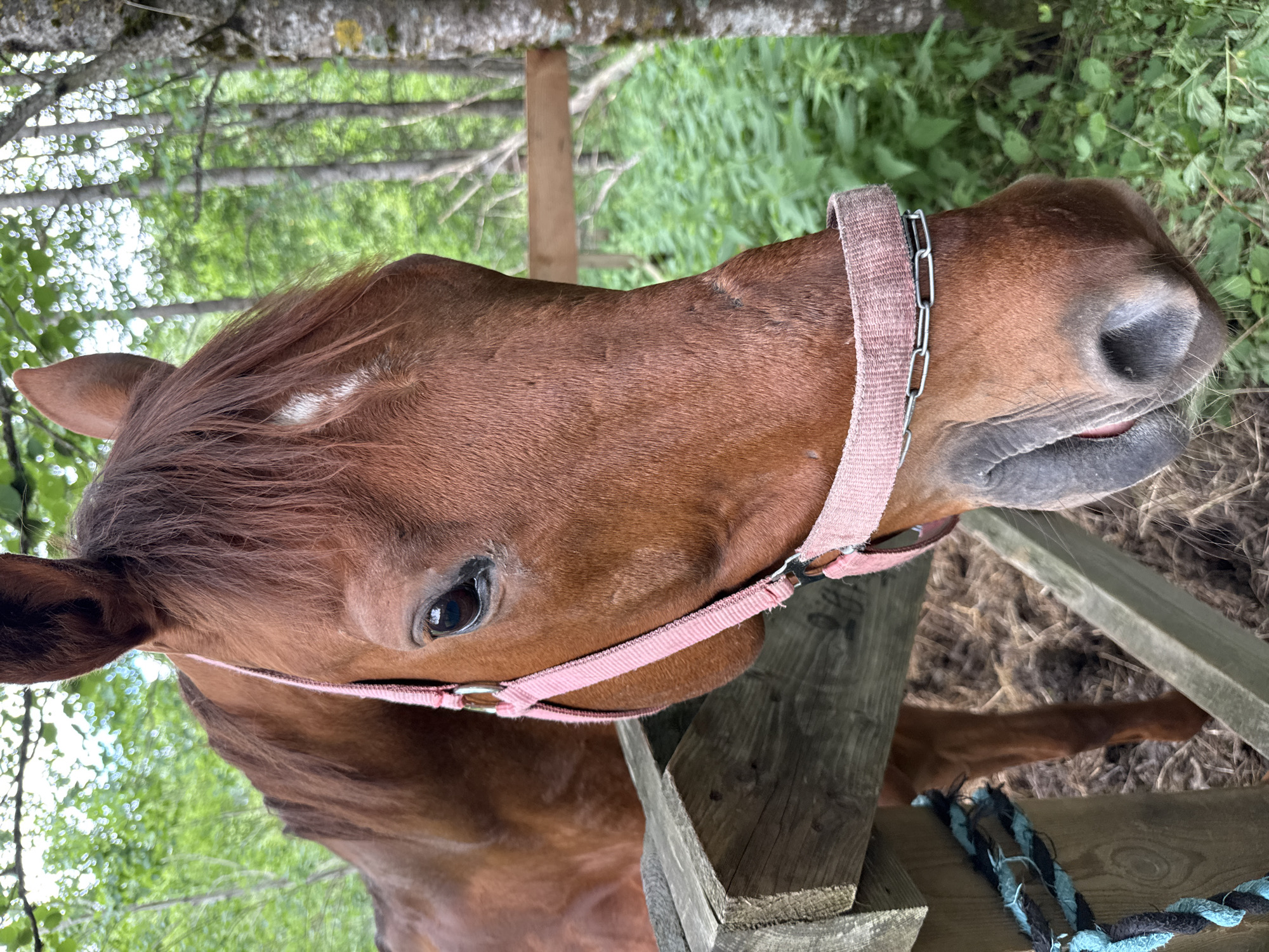 An extreme close-up, eye-level shot features the head of a chestnut horse, its body angled to the left and its head turned to face the camera. The horse wears a pink nylon halter with a silver chain connecting the chin strap. A white blaze marks its forehead, and its mane, a darker shade of brown, falls loosely. The horse is positioned behind a weathered wooden fence, with a section of blue and black rope attached to the fence post to the left. The background consists of a blurred forest of green foliage and trees, with some evidence of a wooden rail fence in the mid-ground. The lighting suggests an outdoor, daytime scene. No humans are present in the image, and no specific location in the city of Mars, Russia, can be identified.