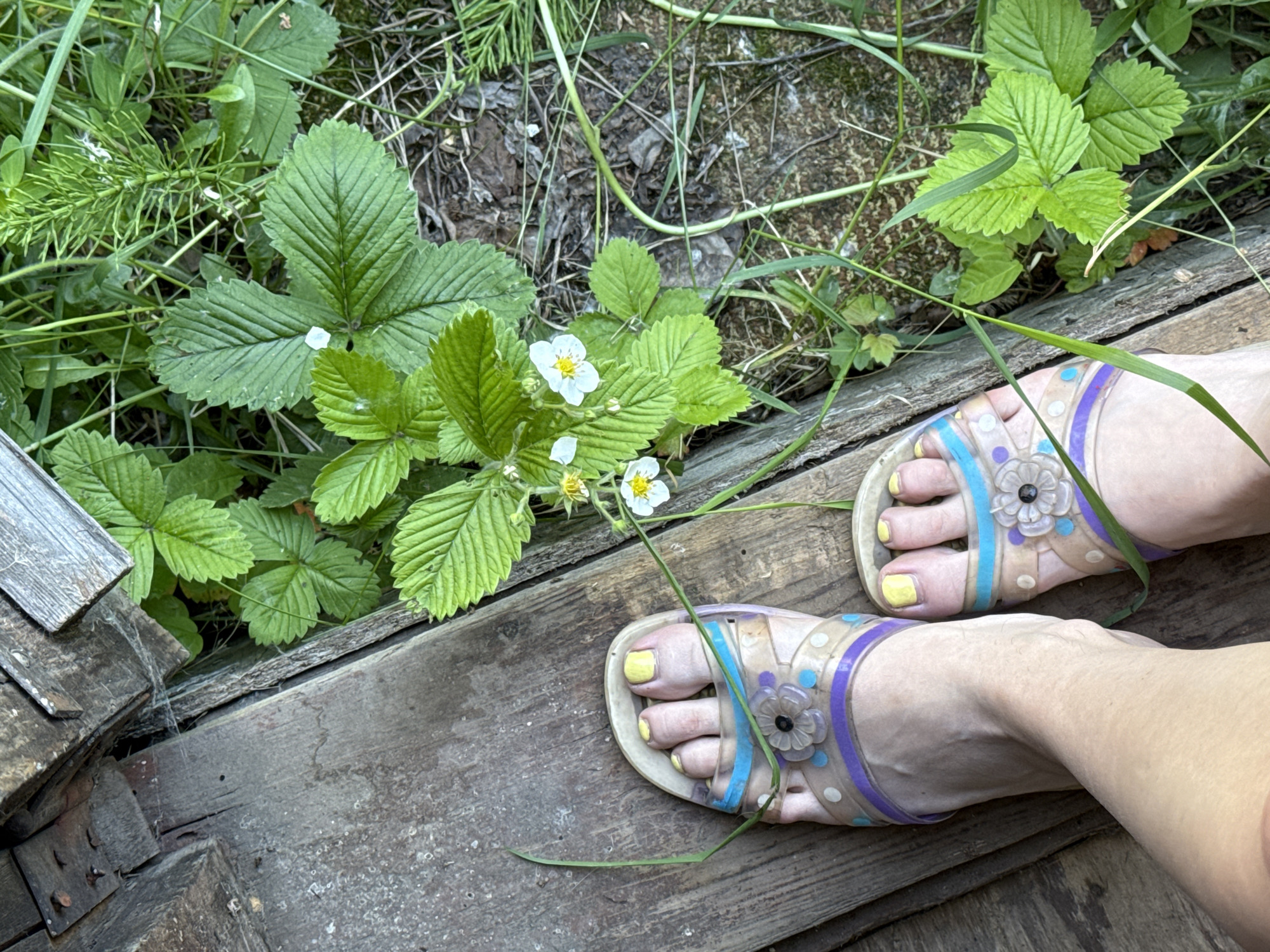 A close-up, high-angle shot shows a person's bare feet wearing clear plastic sandals with purple and blue straps and floral embellishments. The sandals are placed on a weathered wooden surface, possibly a deck or porch. Lush green strawberry plants with white flowers are visible to the right of the feet and extend into the background. The setting appears to be outdoors, in a natural environment, with evidence of dry leaves and soil on the ground. The image was taken in Chaikovsky, Russia.