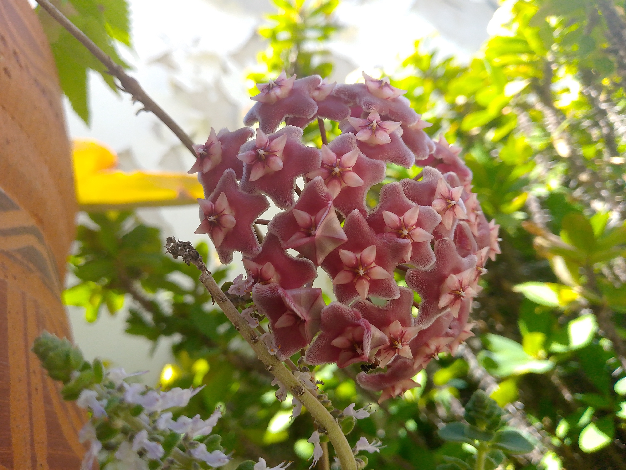 A cluster of star-shaped pink flowers with fuzzy petals is in focus, hanging from a thin branch against a blurred background of green foliage. To the left, a portion of a terracotta-colored pot is visible. In the lower left corner, a sprig of small, pale lavender flowers is also in focus. The lighting suggests it is daytime, possibly with sunlight filtering through leaves. The image does not depict any people or animals. The scene is likely outdoors in a garden or natural setting within Tinaquillo, Venezuela.
