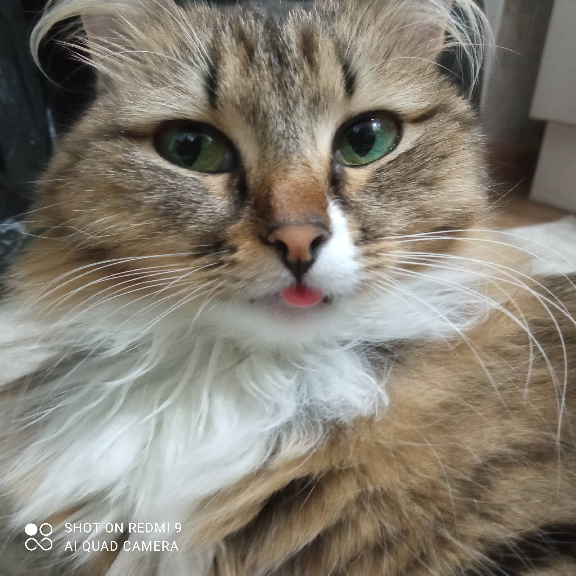 A close-up shot focuses on a long-haired cat with green eyes. The cat's fur is a mix of brown and white, with a prominent white bib. Its tongue is slightly protruding. The image includes a watermark at the bottom left indicating it was taken on a Redmi 9 AI Quad Camera. There is no information to suggest the image was taken in the city of Chaikovsky, Russia.
