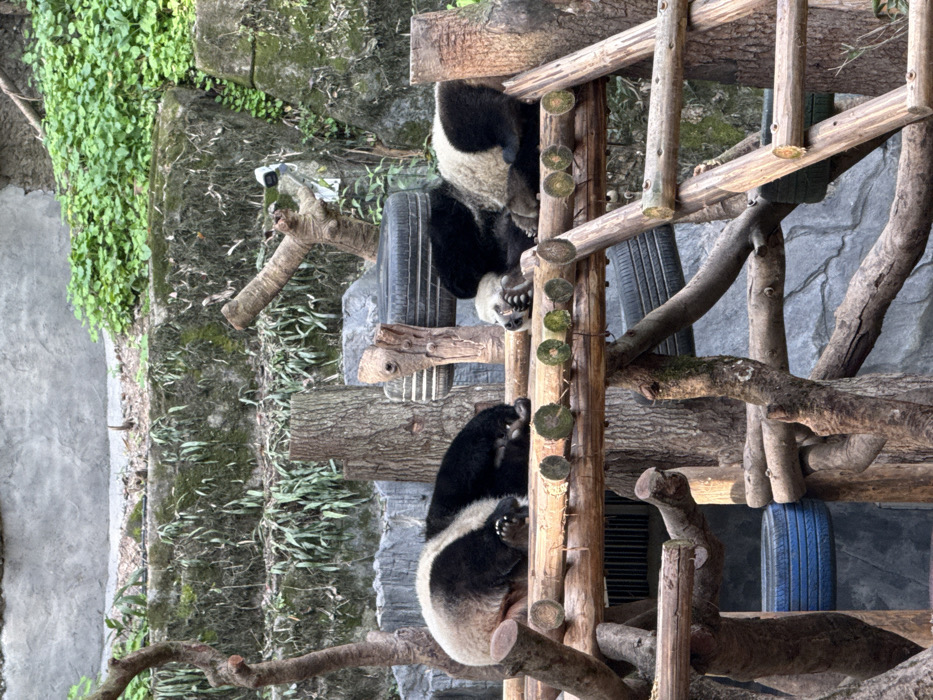 The image depicts an outdoor enclosure for giant pandas at the Chongqing Zoo in Jiulongpo District, China. Three giant pandas are resting on an elevated, multi-level wooden platform constructed from thick logs and branches. The leftmost panda is curled on its left side, facing right. The middle panda is lying on its belly, facing left, with its head resting. The rightmost panda is partially visible, also on its belly, facing left, with its head covered by a paw. The wooden structure incorporates several black and one blue tire, possibly for enrichment. The background features a tiered concrete wall covered with moss and various green plants, alongside several tree trunks and branches. A small, dark, rectangular electronic device is mounted on a branch in the upper right background.