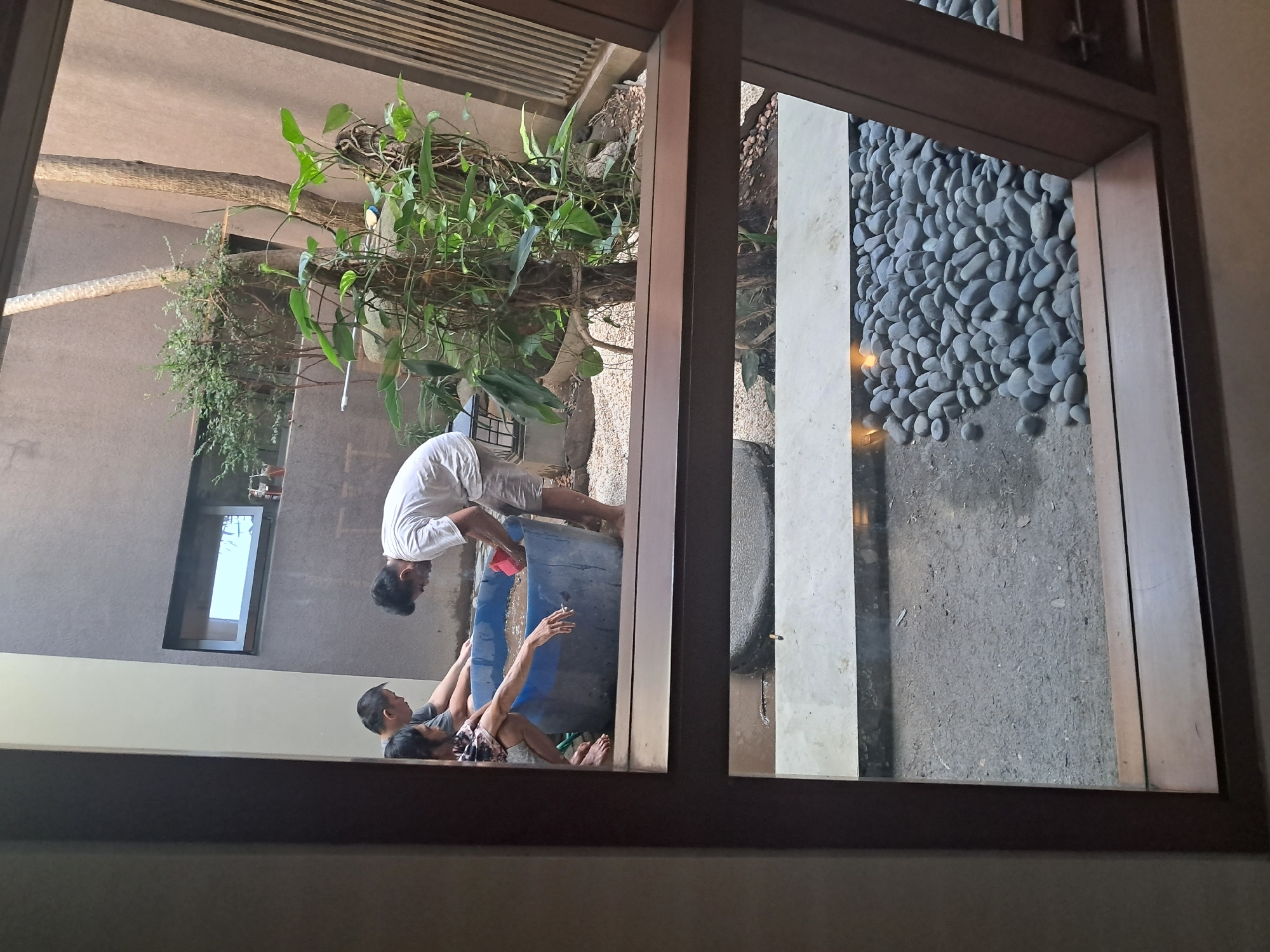 The image captures an outdoor scene viewed through a window frame, likely in Bareng Lor, Indonesia. In the background, three individuals are gathered around a large blue tub filled with muddy water. One person, wearing a white t-shirt and light-colored shorts, is actively scooping something from the tub with a red container. Another person, with dark hair and a patterned shirt, kneels beside the tub, their hand resting inside. A third individual, also with dark hair and a grey t-shirt, is positioned behind them. Lush green plants, including a vine-covered tree trunk, grow in the space behind the tub, against a textured, neutral-colored wall with a rectangular window. The foreground of the image shows a pathway composed of smooth, dark grey pebbles, leading towards the tub area. The overall environment appears to be a courtyard or garden space within a residential or commercial setting.
