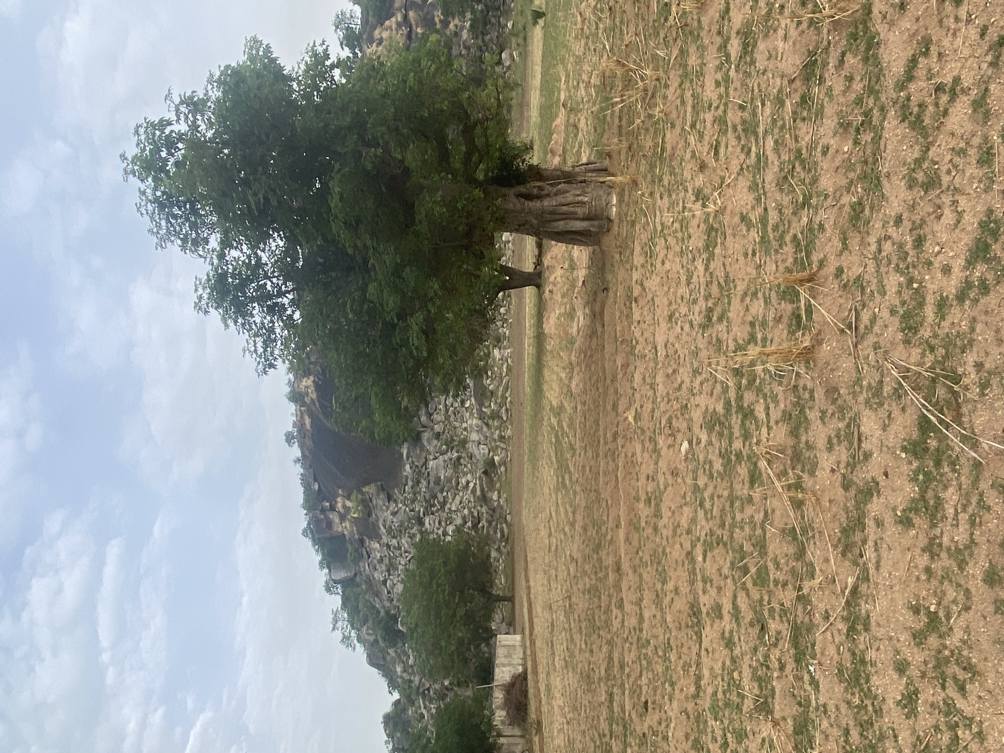 The image shows a landscape in what is likely a rural area near Gambar, Nigeria. The foreground is dominated by a field of dry, brown earth with sparse patches of green vegetation and dry stalks. A large tree with a wide, gnarled trunk and dense green foliage stands prominently in the field. In the background, a rocky cliff face rises, with sparse vegetation clinging to the rocks. The sky above is overcast with light, streaky clouds. The scene appears to be relatively barren, with no immediate signs of human activity visible in the frame.