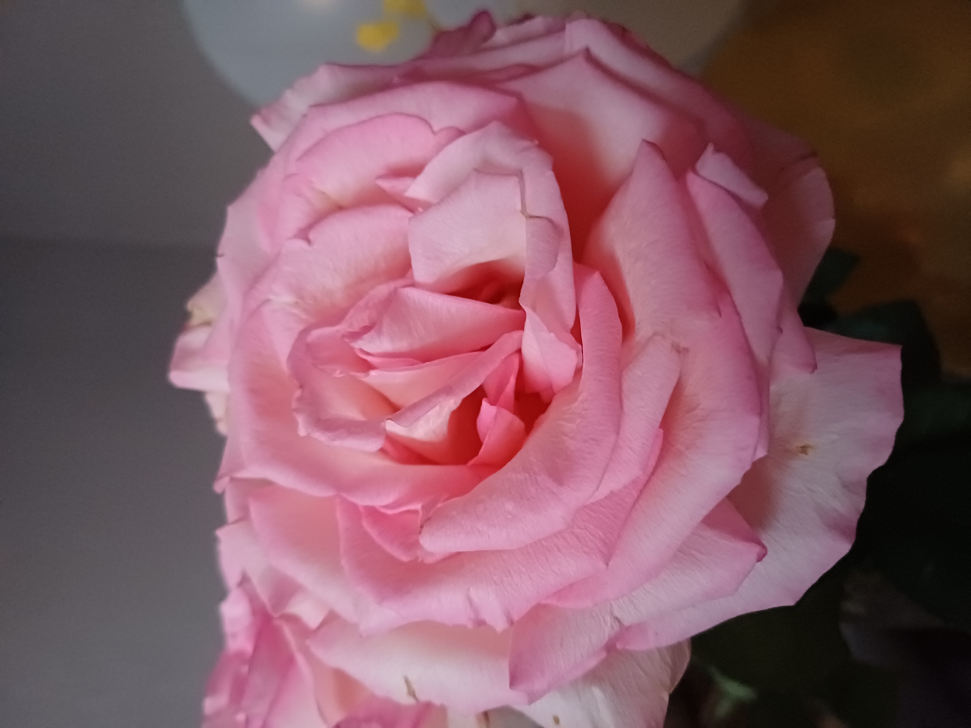 A close-up shot focuses on a delicate pink rose, its petals unfurling in soft, layered curves. The lighting highlights the gentle gradients of color within the petals, transitioning from a pale blush at the edges to a richer pink towards the center. Some petals appear almost white, creating a beautiful contrast. The texture of the petals is visible, with subtle lines and a soft, velvety appearance. A hint of another rose, or part of the same bloom, is visible in the lower left corner, also in shades of pink. The background is softly blurred, with areas of muted gray, brown, and dark green suggesting an indoor setting or a shaded outdoor environment. There are also faint, out-of-focus circular shapes in the upper background, possibly from lights or decorations. There is no visible text in the image. The image evokes a sense of natural beauty, tranquility, and gentle elegance.