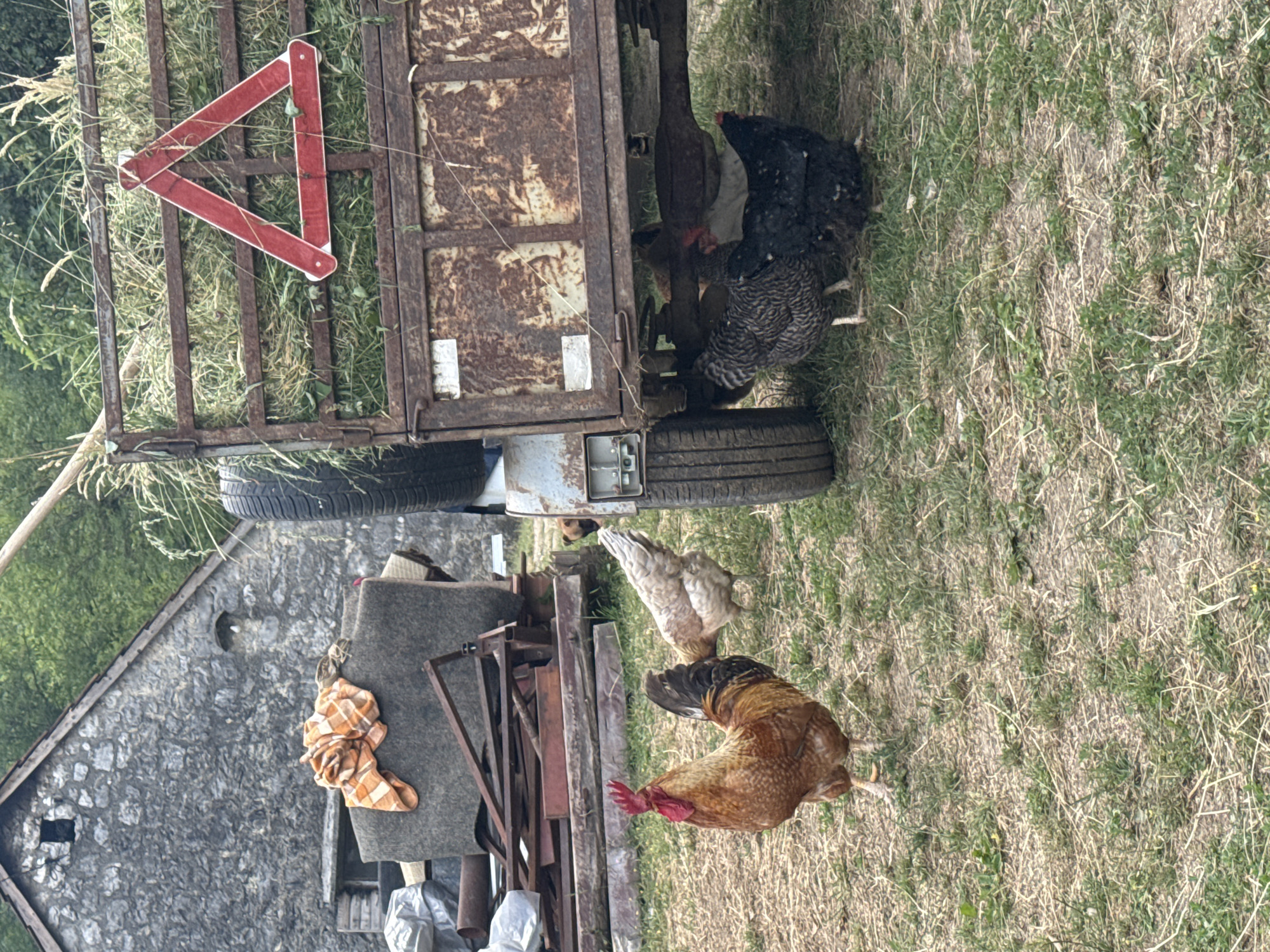 The scene is outdoors in Međuriječje, Montenegro. In the foreground, four chickens are foraging in a grassy area next to a metal structure, potentially some farming equipment. Three black chickens are to the right in front of the machinery while a brown rooster and white chicken are to the bottom. In the background is a stone building. A triangular, red-and-white warning sign is on a piece of farm equipment containing loose hay.