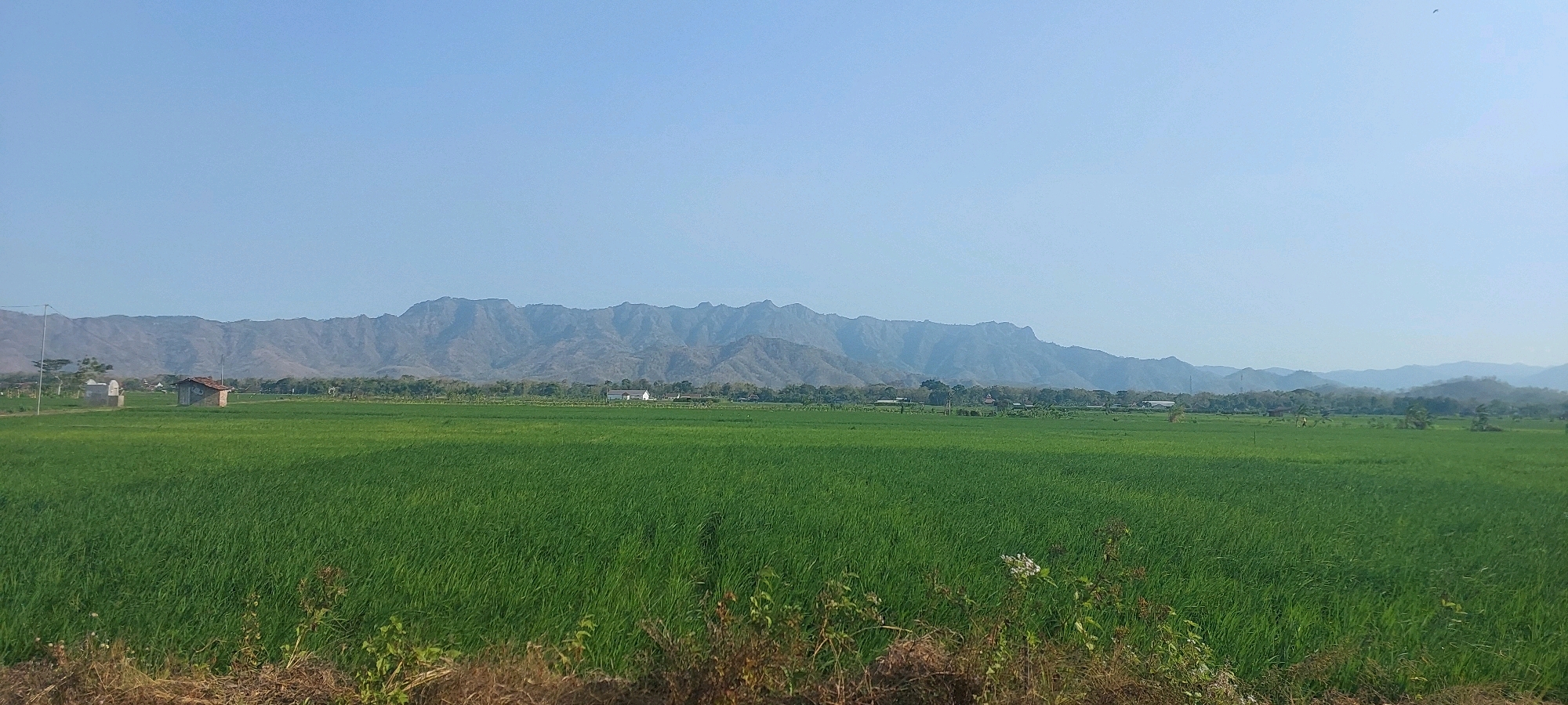 The image captures a serene rural landscape in Kemuning, Indonesia, characterized by vast, vibrant green rice fields stretching towards a majestic mountain range under a clear blue sky. A small, rustic house with a reddish-brown roof stands prominently in the left middle ground, nestled within the verdant expanse. In the background, a collection of buildings and trees are visible, forming a distant treeline that separates the fields from the imposing, rugged mountains. The foreground features dry vegetation and soil, providing a textural contrast to the lushness of the rice paddies. The overall impression is one of tranquility and natural beauty, typical of the Indonesian countryside.