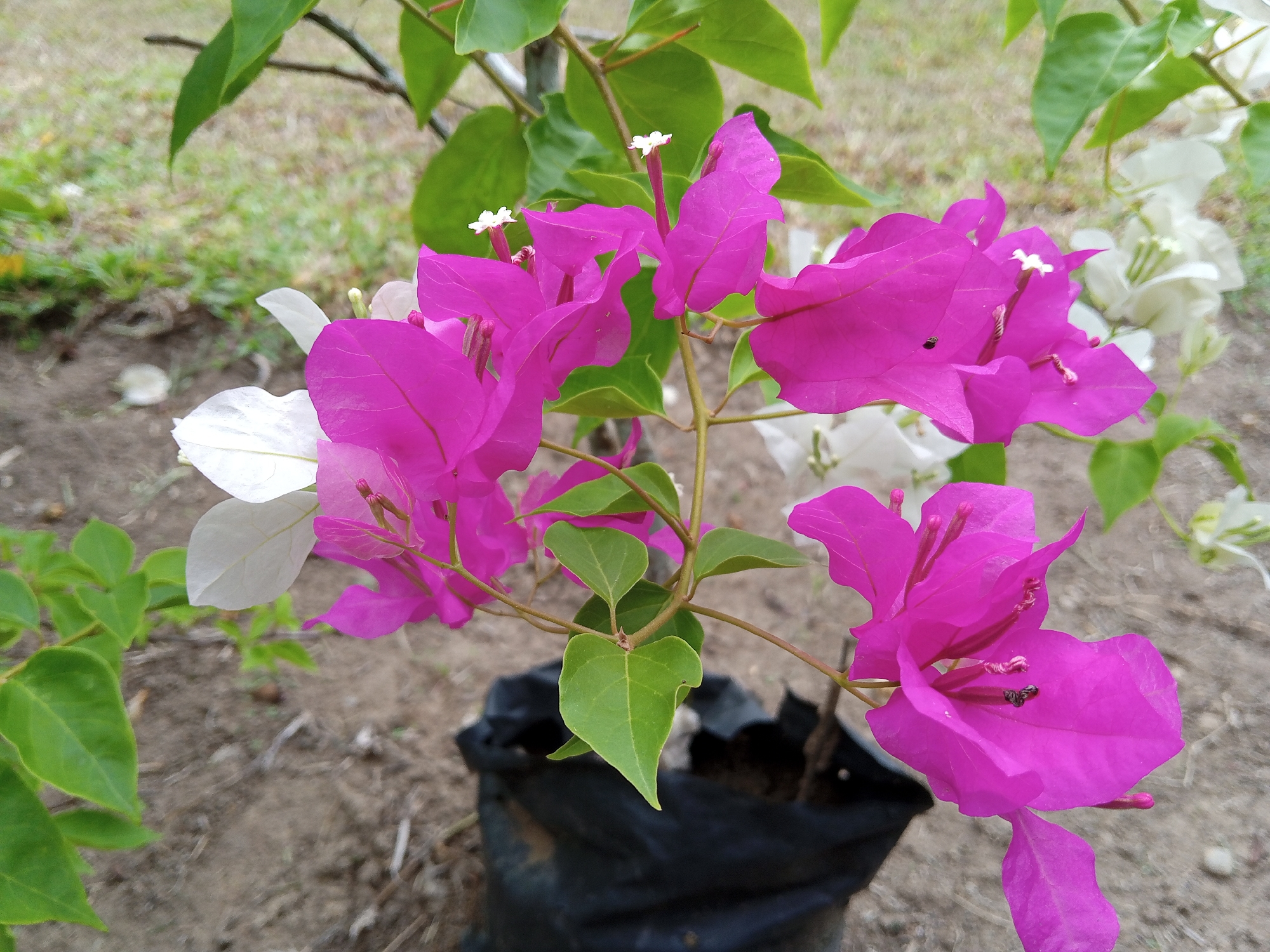 The image captures a close-up view of a bougainvillea plant in a black plastic bag, likely a nursery setting, in Palohigeuh, Indonesia. The plant features a mix of vibrant magenta and white bracts (modified leaves resembling petals) surrounding the small, inconspicuous true flowers. The leaves are green and appear healthy. The background shows a blurred-out grassy area and soil, suggesting an outdoor environment.