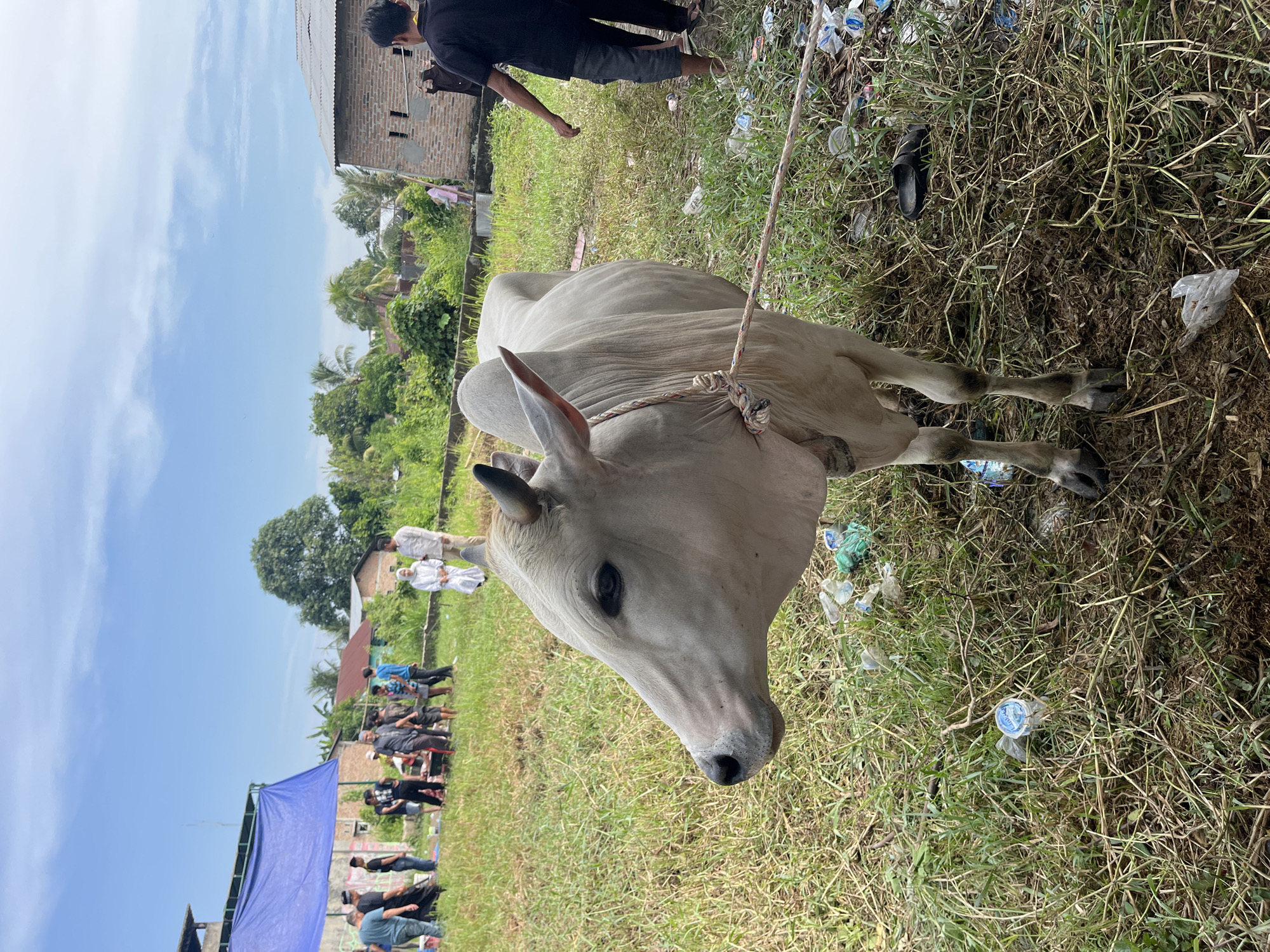 In Paya Geli, Indonesia, the scene features a light-colored bull lying in a grassy field amidst scattered plastic waste. A rope is tied around its neck. Several people are visible in the background, some standing near a blue tarp. A building is also present in the background. The sky is partly cloudy.