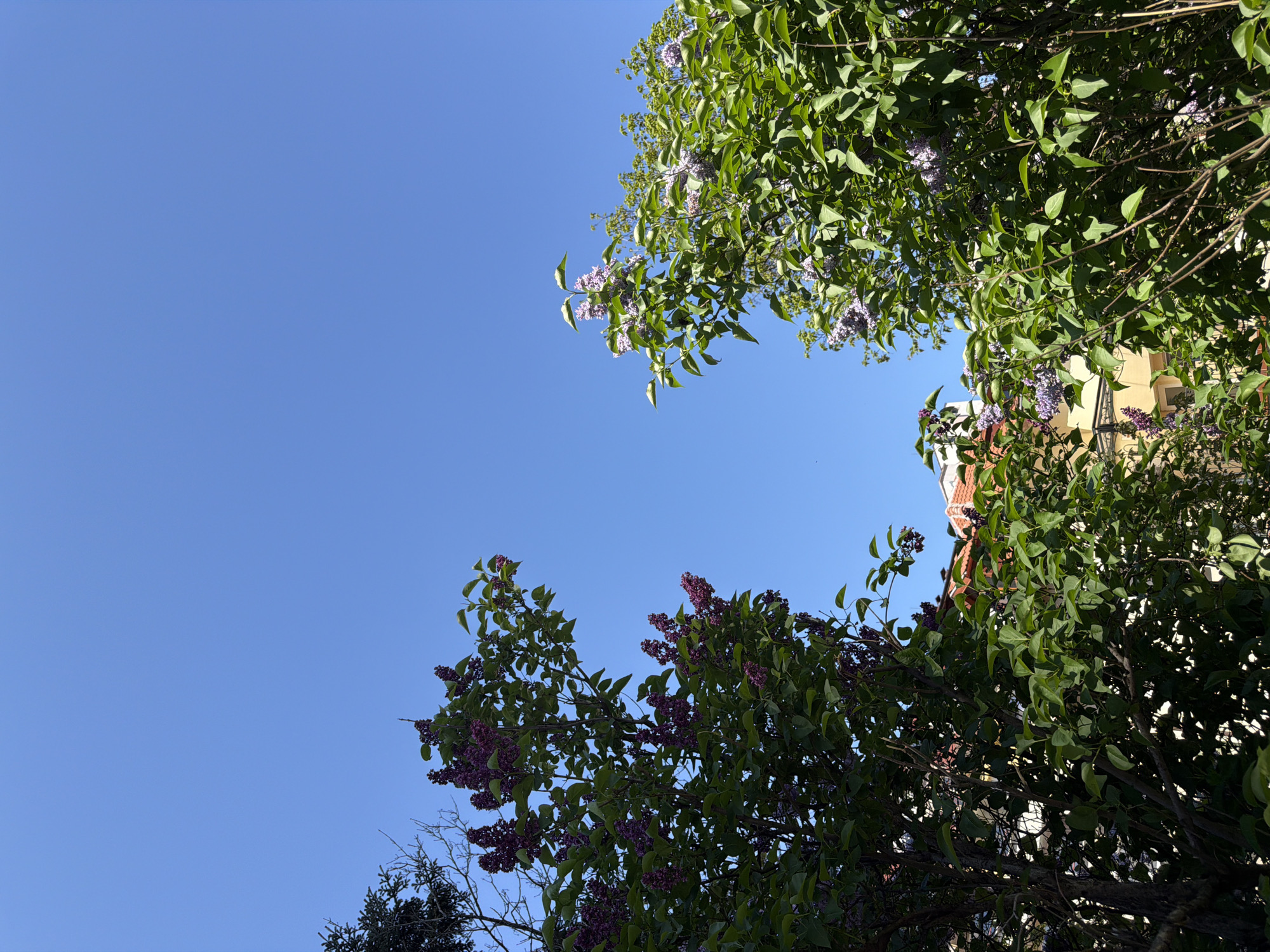 The image is a low-angle shot of trees with purple flowers, possibly lilacs, against a clear blue sky. Some building structures are partially visible through the trees, suggesting an urban environment. Based on the architectural styles and the types of trees typically found in the region, it is likely that the location is within the city of Sofia, Bulgaria. No people are visible.