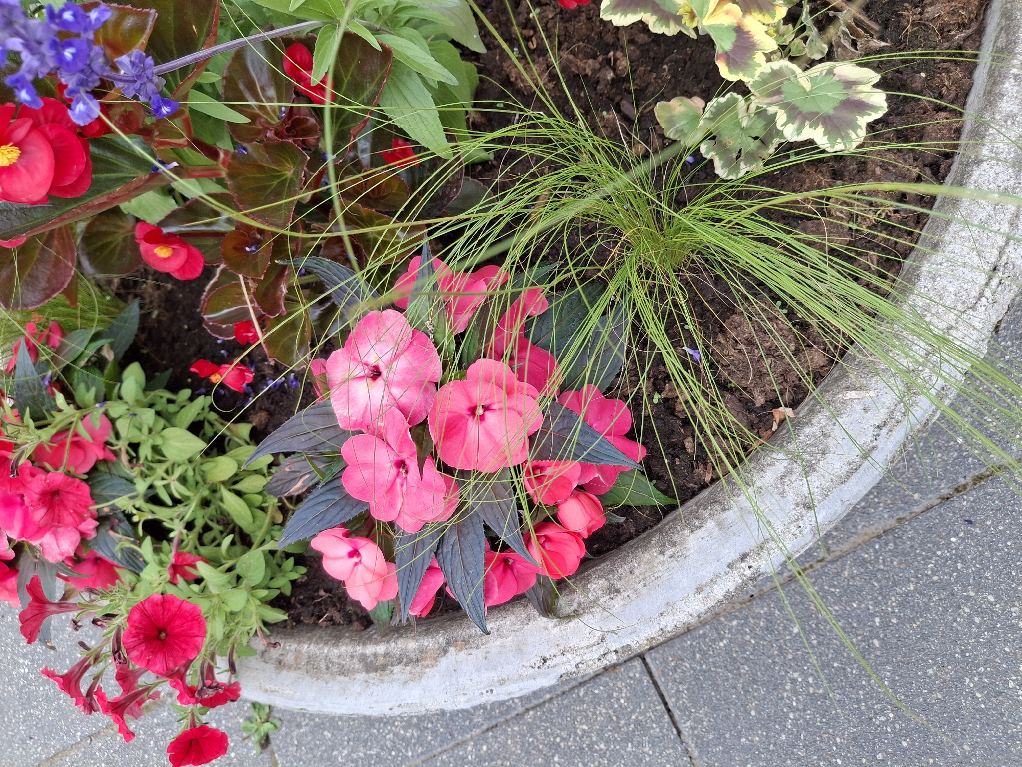 This is a medium-angle, eye-level shot of a planter filled with various flowers and greenery. The planter is made of a weathered concrete material and is positioned outdoors, resting on a paved surface.
The subjects in the planter include vibrant red petunias with yellow centers, clusters of bright pink impatiens with dark foliage, and delicate purple salvia flowers. Interspersed among the flowers are lush green leaves and thin, wispy blades of ornamental grass that cascade over the edge of the planter. There are also some variegated leaves with cream and green coloring.
The scene is brightly lit, suggesting it is daytime with clear weather. The paved ground suggests an urban or garden setting, and the overall impression is one of natural beauty and careful cultivation. There is no text visible in the image.