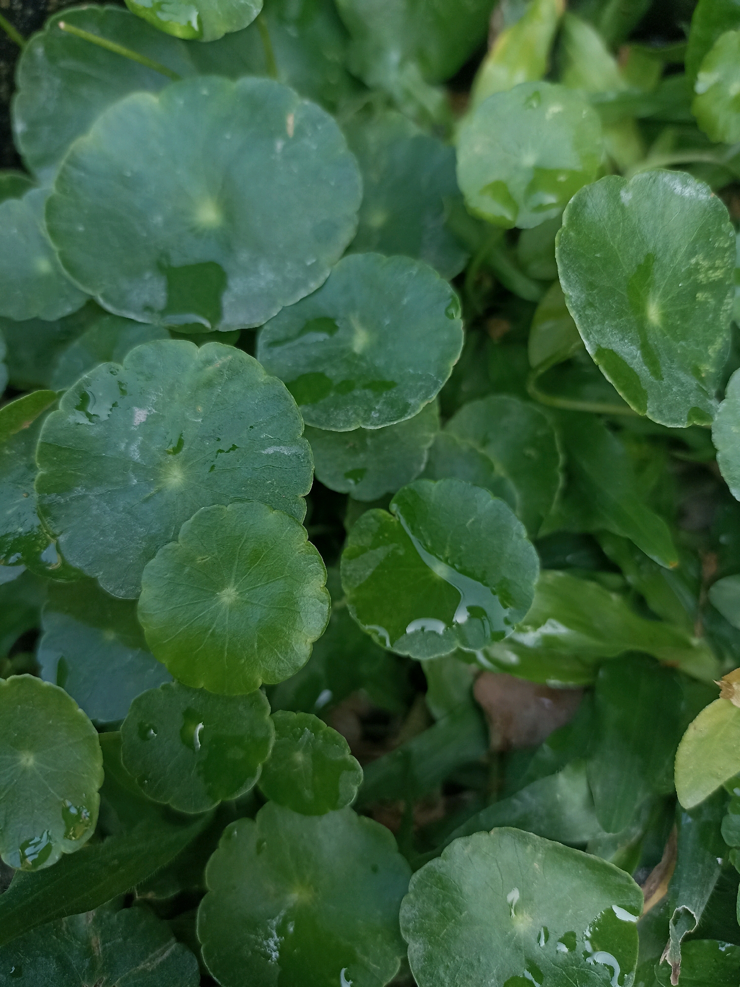 The image shows a close-up view of green, circular leaves, many of which are wet with visible water droplets. The leaves are clustered together, with some overlapping and others filling the background. The lighting is natural, suggesting an outdoor environment. The scene is devoid of any human presence or activity. The specific location in Takeranklating, Indonesia is not discernible from the visual information provided.