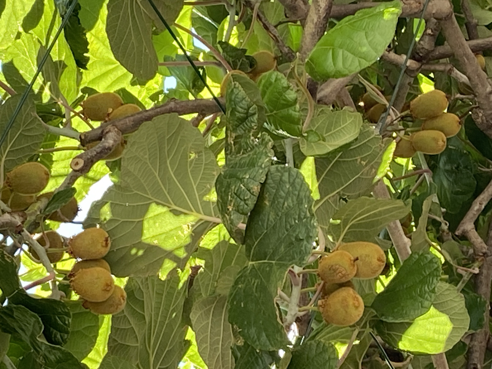 The image shows a close-up view of kiwi fruits hanging from branches of a tree, surrounded by lush green leaves. The fruits are oval-shaped and covered in a fuzzy brown skin, with some showing a slight yellowish tint. They are clustered together in small bunches, suspended by thin stems. The leaves are large, with a prominent veined texture, and some are illuminated by sunlight, creating a dappled effect. The branches are woody and appear sturdy, supporting the weight of the fruit and foliage. The overall impression is one of abundance and natural growth, with a vibrant green color dominating the scene. The image does not contain any people or specific landmarks that would indicate its location within the city of Budva, Montenegro.