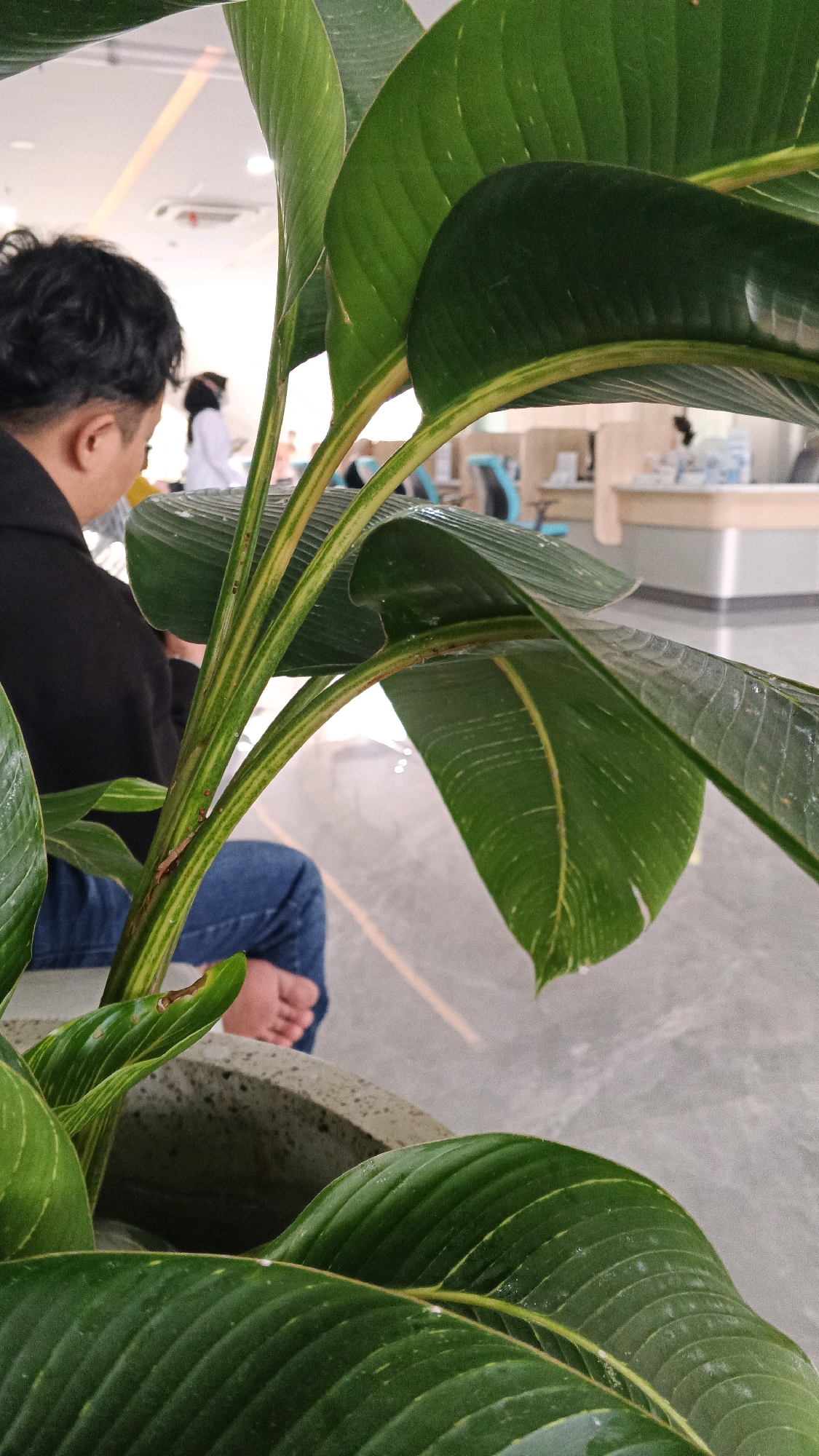 A person, facing away from the camera and partially obscured by a large green plant, is sitting in an indoor waiting area. The person is wearing a black hoodie and blue jeans, with their bare feet visible. In the background, other people are visible, along with office-like furniture and what appears to be a reception desk. The environment suggests a public or commercial building. The image was taken in Semarang, Indonesia.