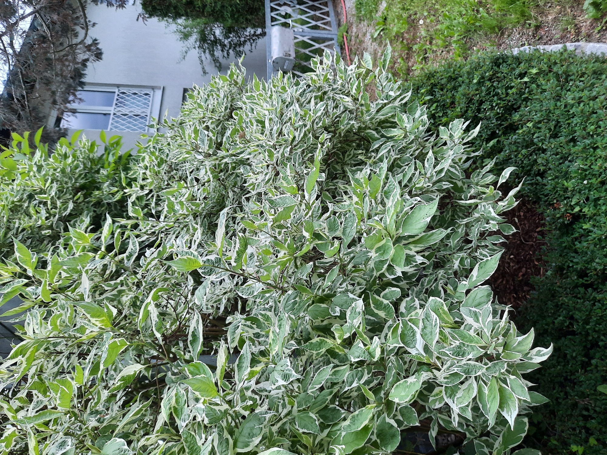The image depicts a garden scene at a residential property in Rosenheim, Germany. The foreground is dominated by a lush, variegated shrub with green and white leaves. Behind the shrub, a light-colored building with a window featuring a white decorative railing is visible. To the right of the shrub, a gray metal fence with a diamond pattern encloses the property, and a mailbox is mounted on the fence. The ground is covered with grass and gravel.