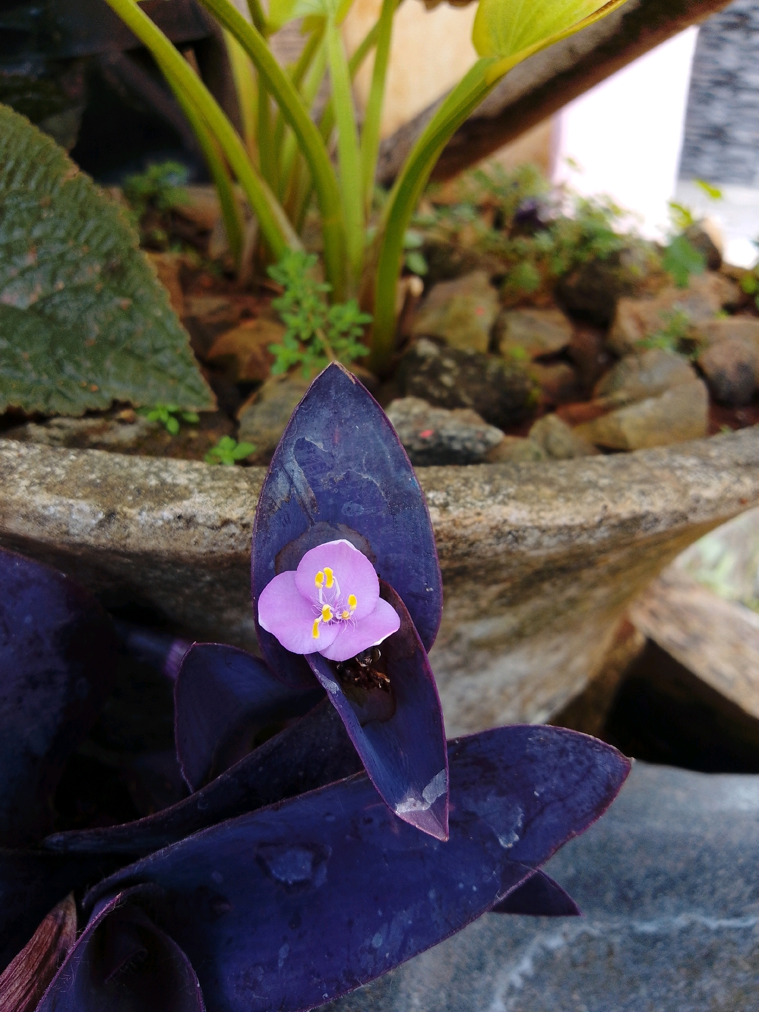 The image shows a close-up of a purple heart plant with a small pink flower. The plant is in a pot filled with rocks and soil. In the background, there are green plants and a wooden structure. The scene appears to be outdoors, possibly in a garden or courtyard. The location is described as Cikal, Indonesia.