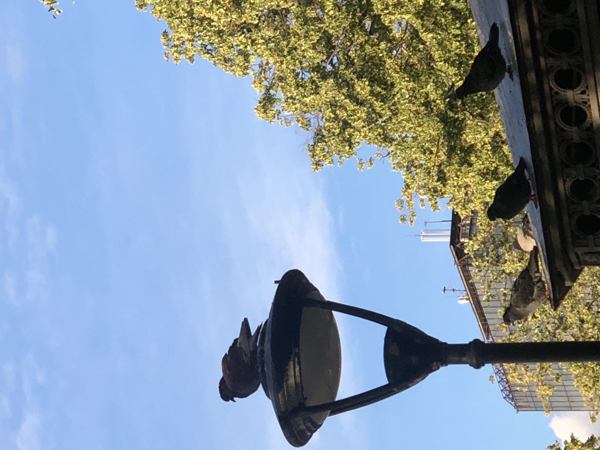 The image shows a low-angle view of a lamppost against a bright blue sky with scattered clouds. Lush green foliage from a tree overhangs the scene from the top right. Several pigeons are perched on and around the lamppost and on a nearby architectural ledge. One pigeon is in mid-air, possibly about to land or take off from the lamppost. The lighting suggests it is daytime, likely sunny given the brightness of the sky and the highlights on the leaves. The setting appears to be urban, with hints of buildings in the background, including what looks like a tall, modern skyscraper. The overall impression is a snapshot of urban wildlife interacting with their environment on a clear day. There is no visible text in the image.