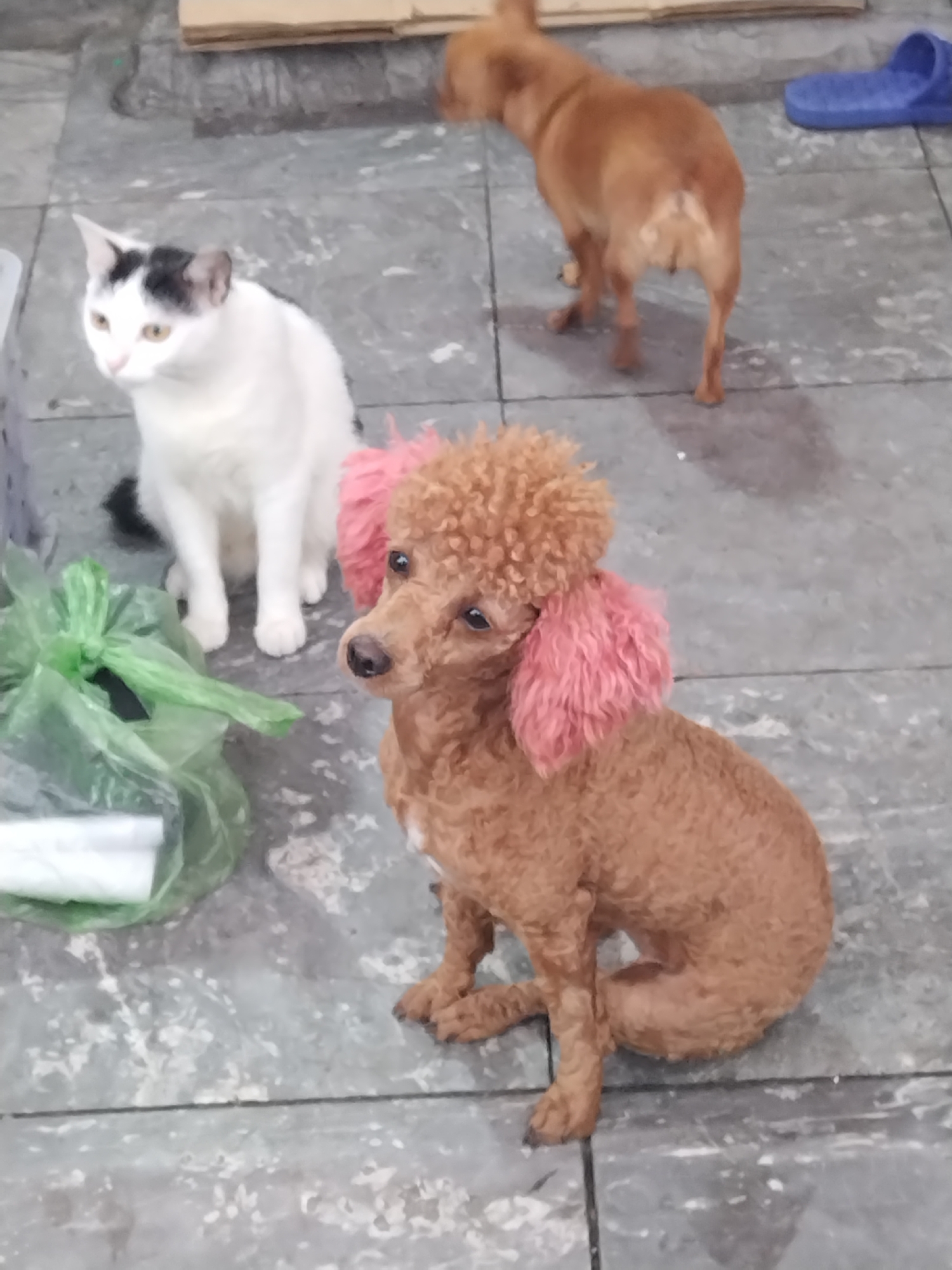 An eye-level shot captures three animals on a grey, tiled or concrete floor, likely in an indoor or covered outdoor setting in Bai Chay Ward, Vietnam. In the foreground, a brown poodle with distinctive pink-dyed ears sits calmly, looking towards the left. Its curly fur is a rich reddish-brown hue. To the left of the poodle, a white cat with black markings on its head and ears sits attentively, also looking towards the left side of the frame. A crumpled green plastic bag rests on the floor between the cat and the poodle. In the upper right background, a third, light brown dog is partially visible, facing away from the camera, seemingly standing or walking. A bright blue sandal or slipper is visible on the floor near this dog, alongside what appears to be cardboard or wood planks. The lighting is even, suggesting daytime conditions without direct sunlight. All animals appear calm and observant.