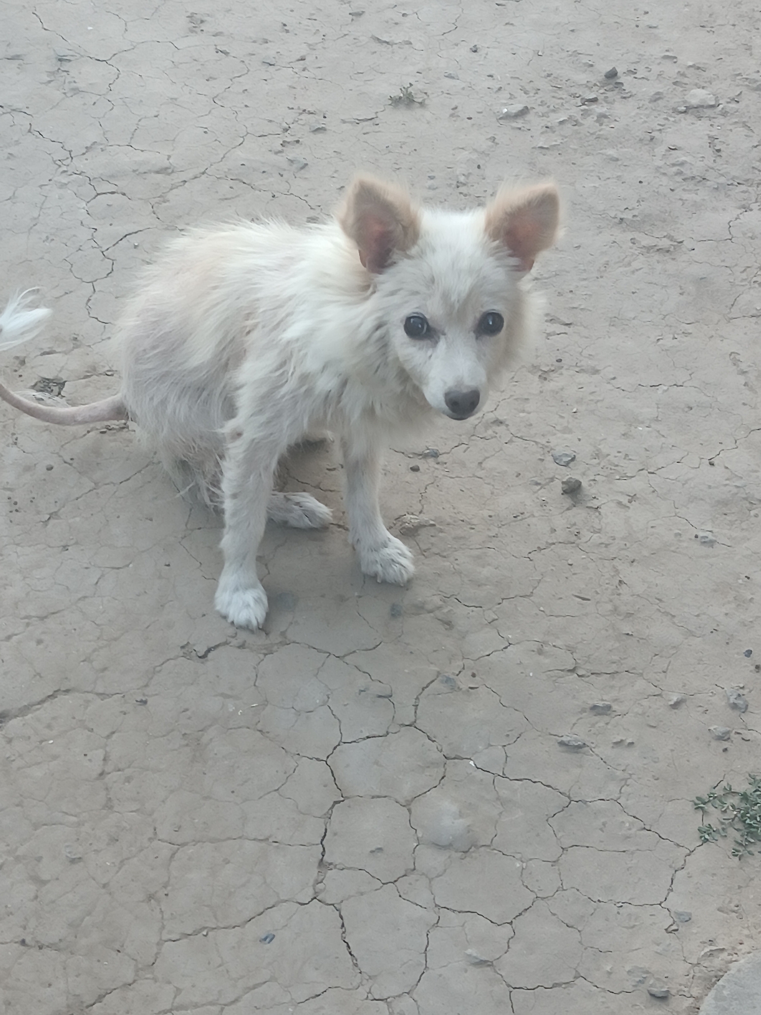 A small, white, fluffy dog with pointed ears stands on cracked, dry dirt. The dog is facing the camera with its head tilted slightly. The background is a plain expanse of dirt with some small pebbles and sparse, dry vegetation. There are no people visible in the image. The setting appears to be an outdoor area in Vypasne, Ukraine.