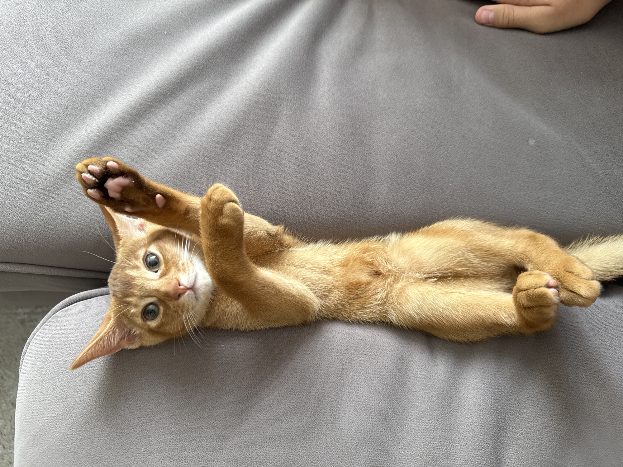 An orange kitten is lying on its back on a gray couch, with its paws in the air. The kitten's eyes are open and it is looking at the camera. The couch is in a room with natural light coming from the side. There is a child's hand visible on the right side of the image. The location in the city of Stary Oskol, Russia is unknown.