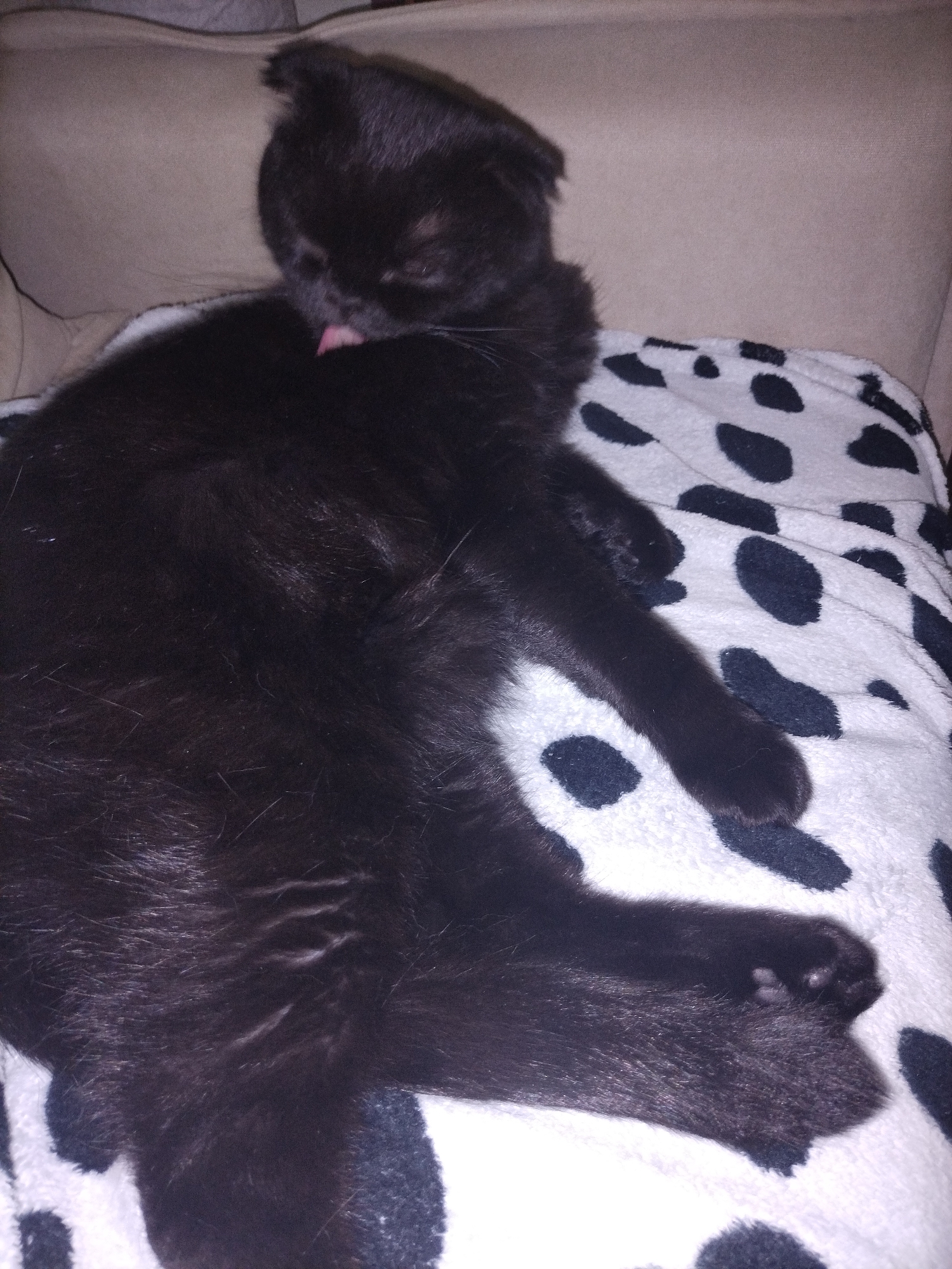 An overhead shot captures a black cat lying on a white blanket with large black spots, reminiscent of a cow print. The cat is positioned diagonally across the frame, with its head towards the upper center and its body extending towards the lower right. The cat's fur is uniformly black, and it appears to be actively grooming itself, with its pink tongue visible as it licks its chest or paw area. Its eyes are mostly closed, suggesting focus on the grooming or a relaxed state.
The cat is resting on what appears to be a light beige or cream-colored upholstered sofa or armchair, partially visible behind and to the left of the cat. The lighting is somewhat dim, indicating an indoor setting, possibly with artificial light, and gives the image a cozy, intimate feel. No discernible text is visible in the image. The overall scene depicts a peaceful moment of a pet engaging in self-care within a comfortable home environment.