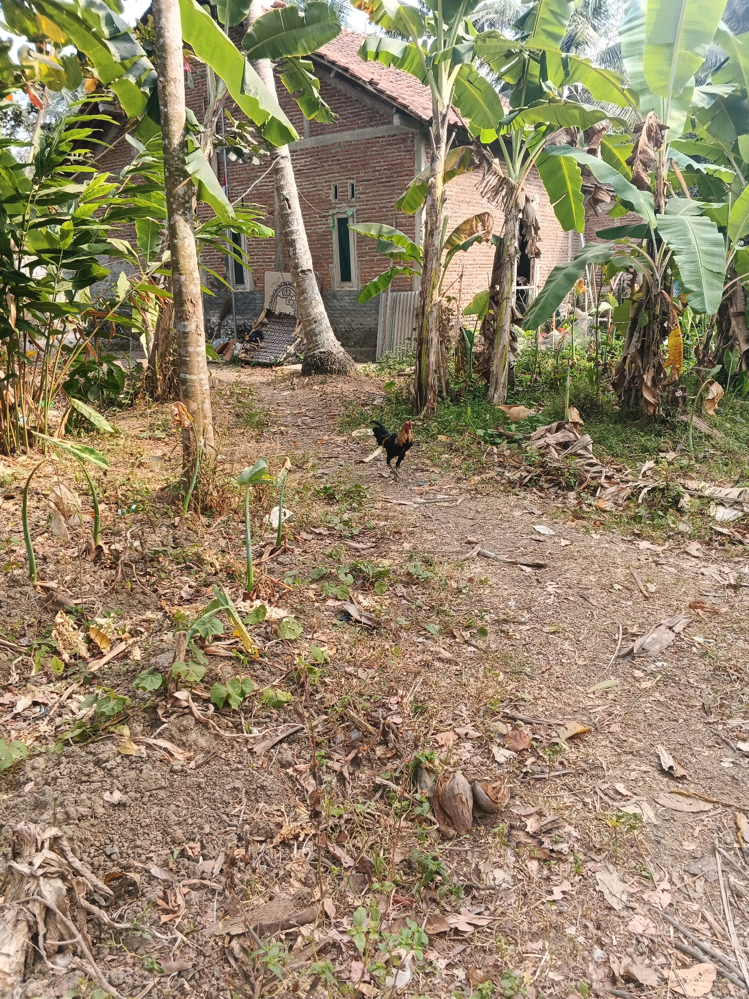 The image shows a rural yard in Karangjengkol, Indonesia. In the foreground, dry leaves and twigs litter the dirt path. Two halved coconut shells rest on the ground. A rooster with black, brown, and red feathers stands on the path, facing left. Banana trees with large green leaves surround the scene. In the background, a brick house with a red tile roof is visible. Some laundry is draped over a clothesline near the house. A light-colored cat is lying on the grass to the right of the house. The overall scene depicts a simple, outdoor environment, typical of a village setting.