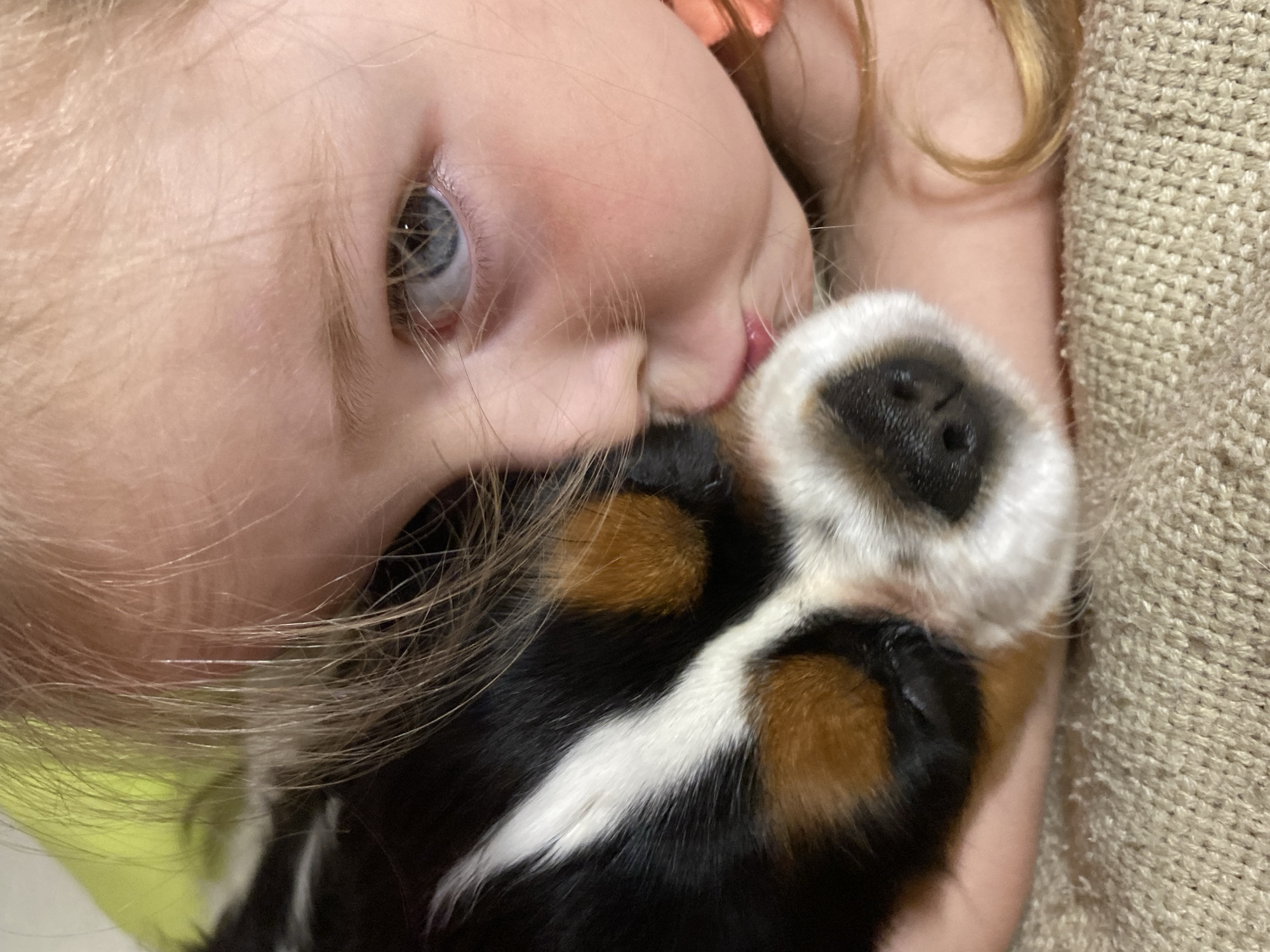 A close-up shows a child with blonde hair and blue eyes nuzzling a Bernese Mountain Dog puppy. The child's face is pressed against the puppy's face. The puppy has a black nose, white markings, and brown patches. The background is a textured beige fabric. The image does not contain enough details to be placed in Votkinsk, Russia.
