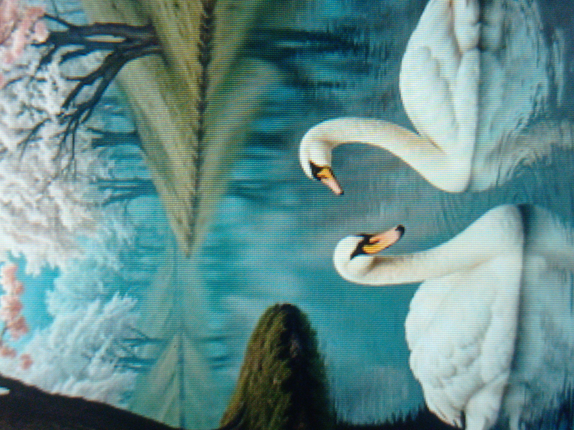 The image depicts two white swans swimming in a serene lake, framed by trees in bloom and a grassy hillside. The foreground features the heads and upper bodies of the swans, with one swan facing the viewer and the other turned slightly away. The water reflects the soft colors of the blossoms and trees, creating a tranquil, dreamlike atmosphere. The background is a blur of pale pink blossoms and white foliage, suggesting a spring setting. There is no indication of the city of Mukachevo, Ukraine, in this image.