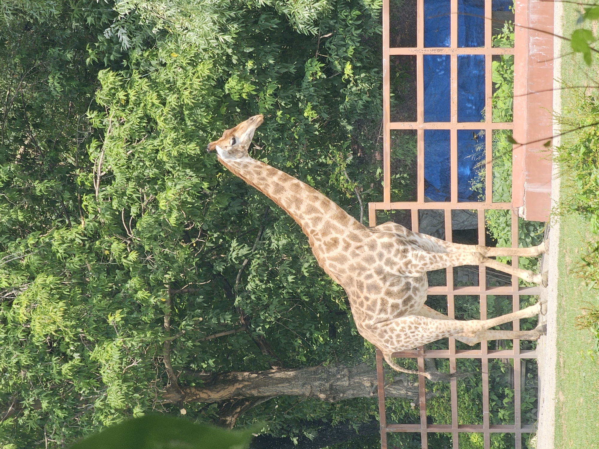 This image, likely taken in Moscow, Russia, features a giraffe standing next to a brown metal fence with blue panels behind it. The giraffe's head is turned to its left, looking upwards, with its long neck extended. Its body is patterned with the characteristic brown spots on a lighter background. Its legs are visible, standing on a paved surface.
Behind the fence, dense green foliage from trees and bushes forms a lush backdrop. Some of the foliage appears to be illuminated by sunlight, suggesting it is daytime. The overall impression is of a zoo or wildlife enclosure, designed to mimic a natural habitat with abundant greenery. The fence, while serving as a barrier, is partly obscured by the vegetation, integrating it into the scene. The light suggests it could be late morning or early afternoon, with fair weather. No people are visible in the frame, and no text is present.