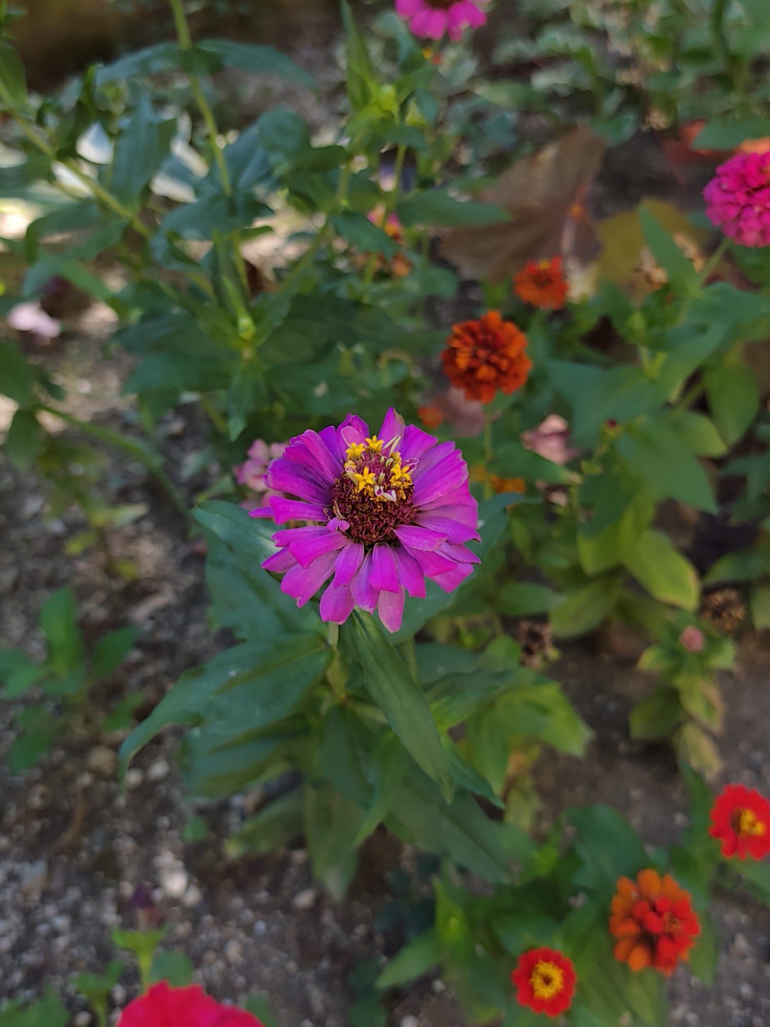 A close-up, eye-level, vertical shot captures a cluster of zinnia flowers in bloom. The primary subject, a vibrant purple zinnia, is positioned in the center-left of the frame, its petals unfurled to reveal a deep burgundy center surrounded by yellow stamens. The flower is in sharp focus, while the surrounding foliage and other flowers are rendered in a soft bokeh. To the upper left and right, out-of-focus pink zinnias are visible. Below and to the right, several smaller, bright red and orange zinnias are scattered, adding pops of contrasting color. The background consists of dark, loamy soil with scattered pebbles and the blurred green leaves of the zinnia plants. The overall impression is one of a well-maintained garden bed, possibly located in a park or private garden in Sochi, Russia, where these flowers are commonly cultivated due to the region's suitable climate.