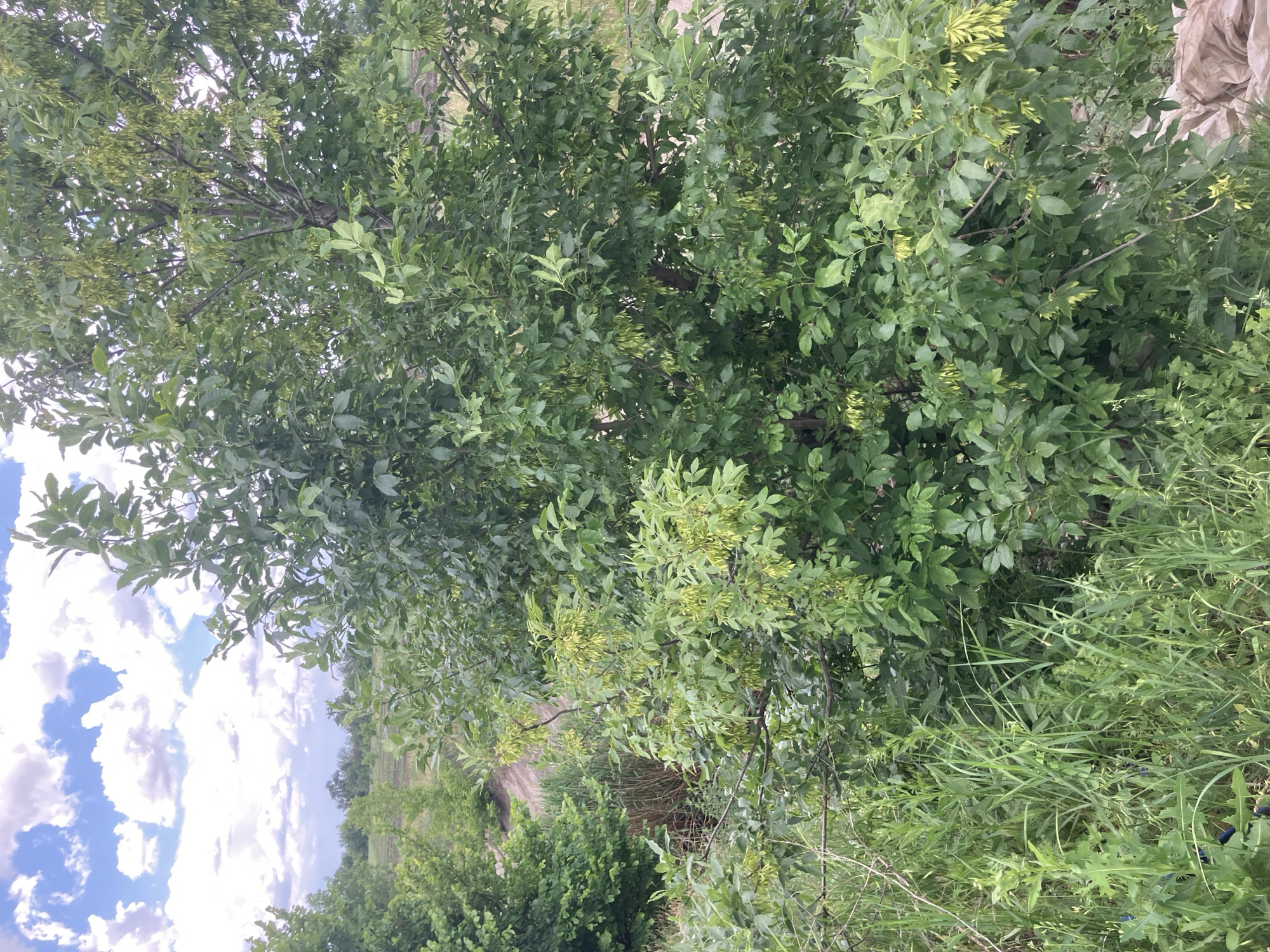 This is a full-shot, eye-level, outdoor, vertical photograph of a lush green tree with numerous seed pods hanging from its branches. The tree is situated in a wild, overgrown area with tall grass and other vegetation in the foreground. In the background, a dirt path or road is visible, leading to a field under a partly cloudy blue sky. The lighting suggests it is daytime. The scene is located in Berdyansk, Ukraine, as indicated by the context. There are no people or animals visible in the image.